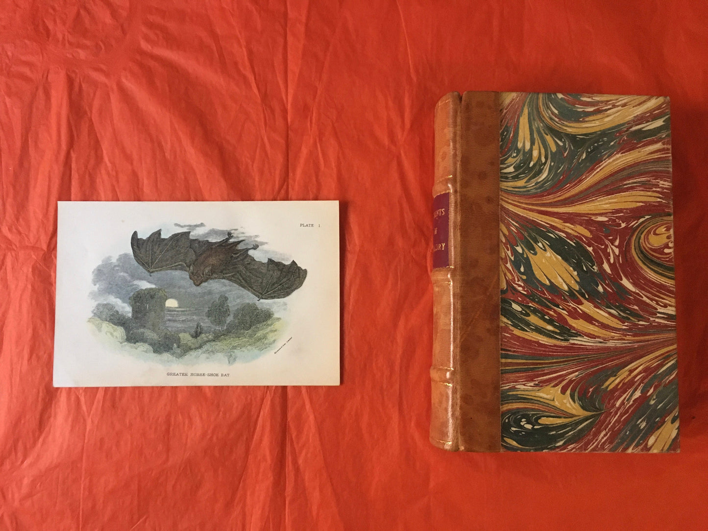 1896 GREATER HORSESHOE BAT Print - Bat Wall Art Print - Chiroptera, Bat Decor - Original Antique Print - Halloween - 4.7 x 7.2 Inches