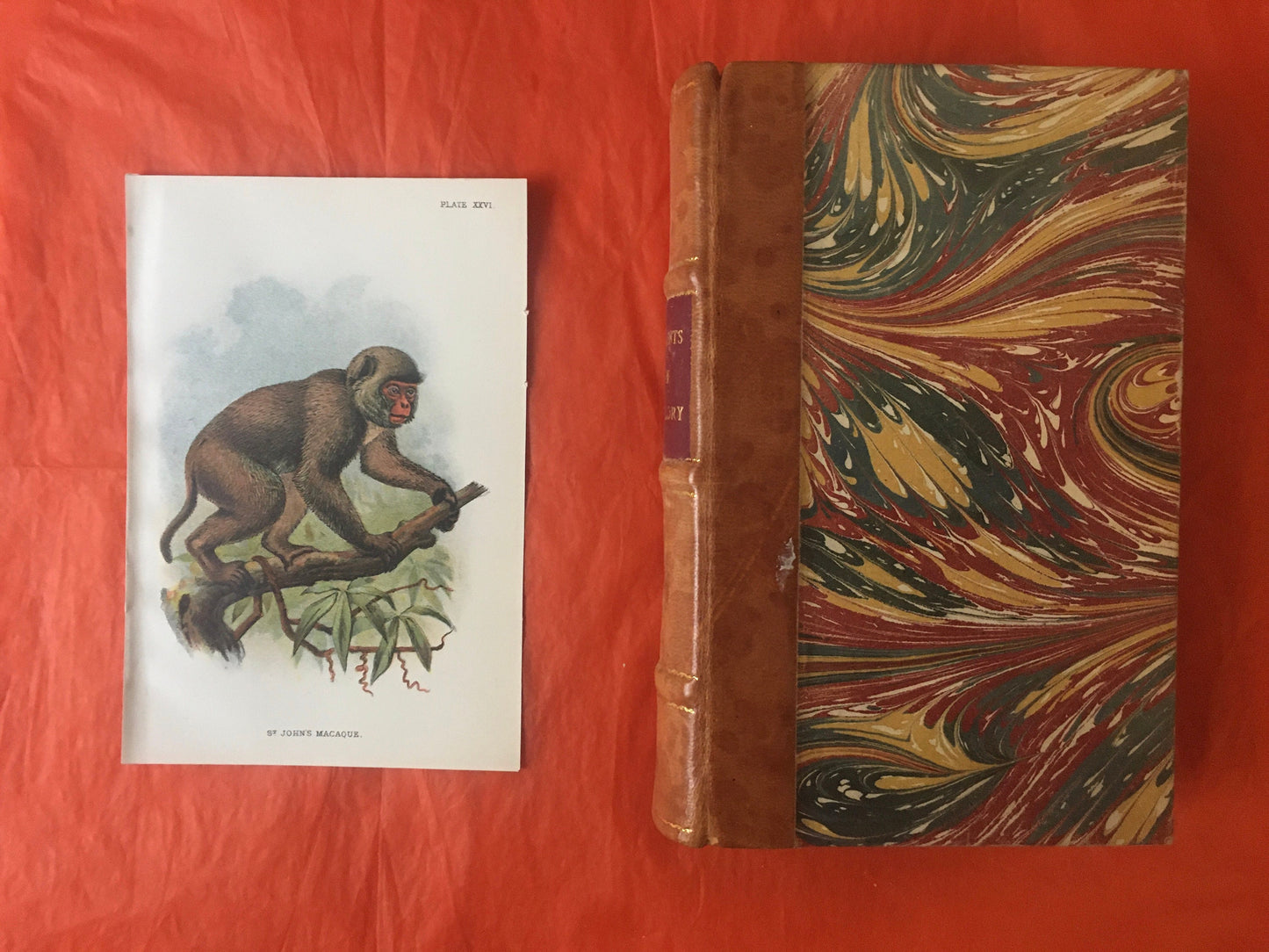 1896 ST JOHN'S MACAQUE Print - Monkeys and Apes Print - Primates Print - Original Antique Print - Over 125 Years Old