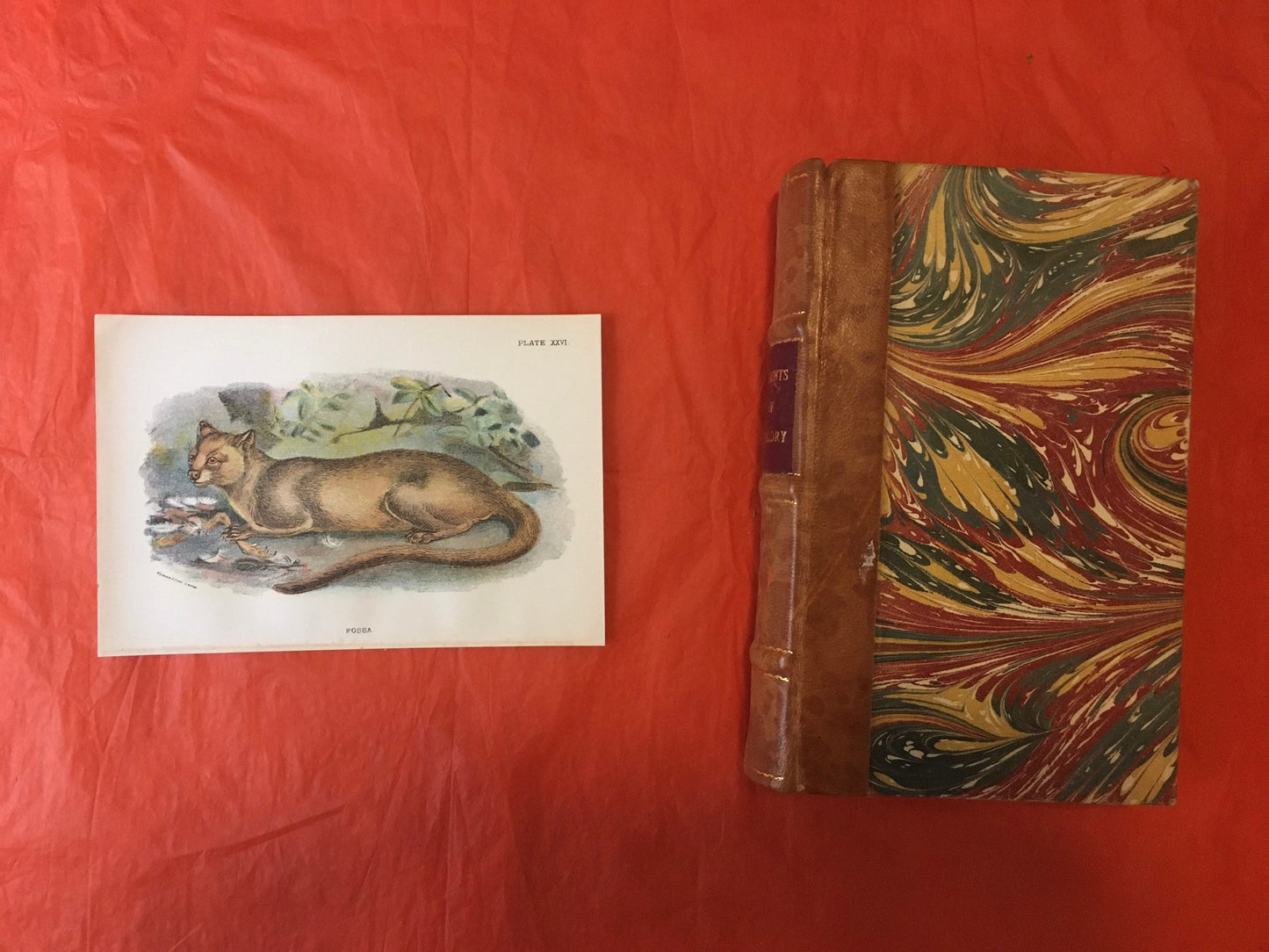 1896 FOSSA Print - Carnivora Print - Natural History - Original Antique Print - Over 125 Years Old