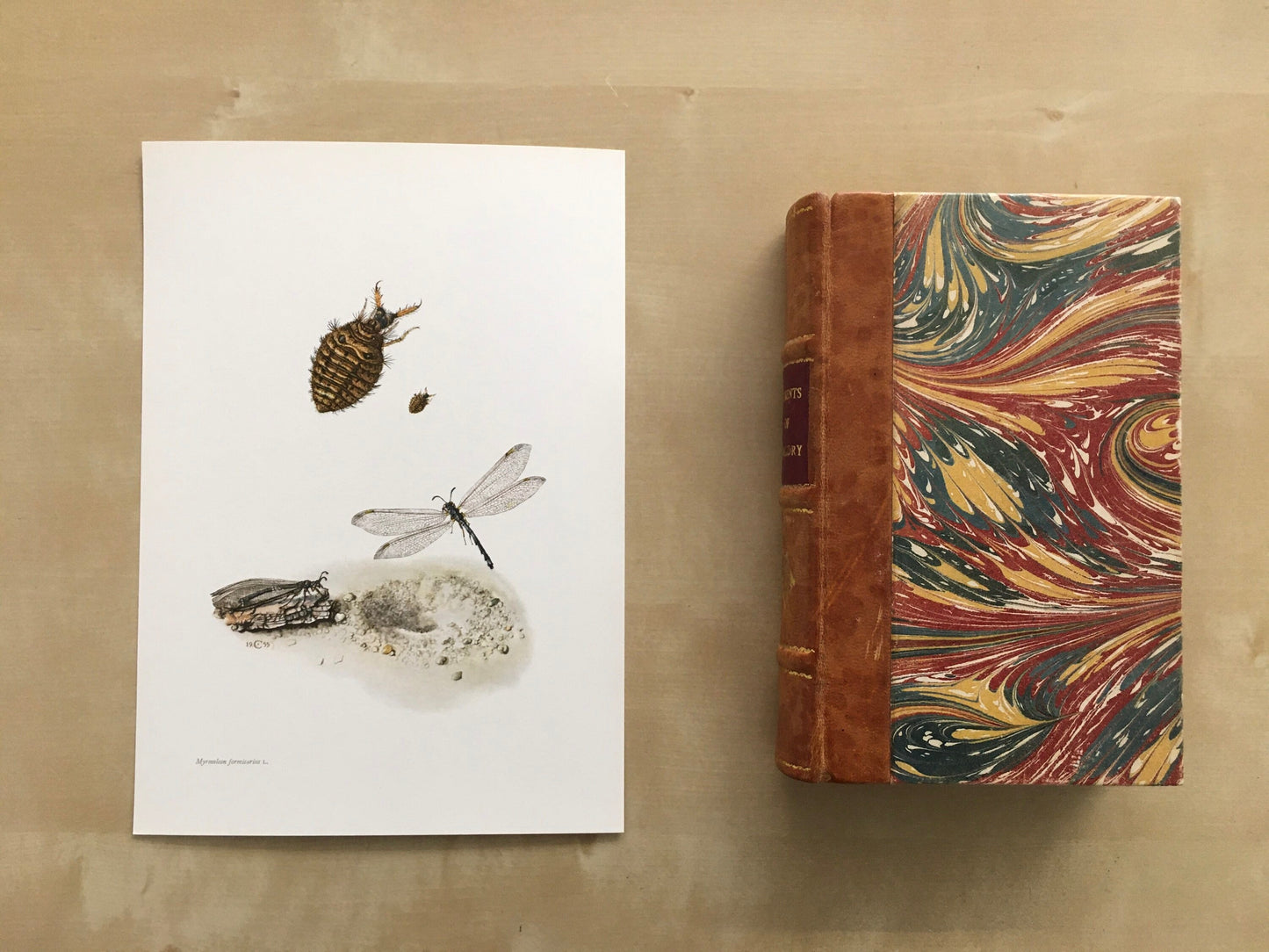 1960 ANTLION Print - Vintage Insect Print - Bugs Illustration - Biology Wall Art - Vintage Entomology Print - 7.5 x 10.6 Inches
