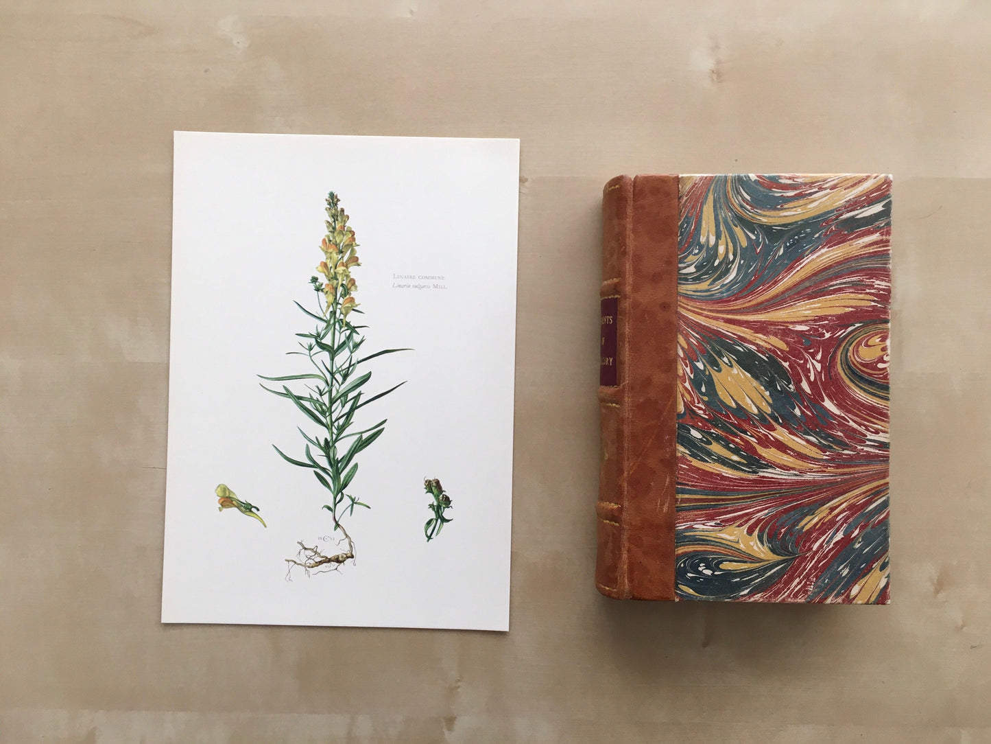 1960 YELLOW TOADFLAX Print - Botanical Print - Flower Print - Flower Wall Art - Vintage Plant Print - 7.5 x 10.6 Inches