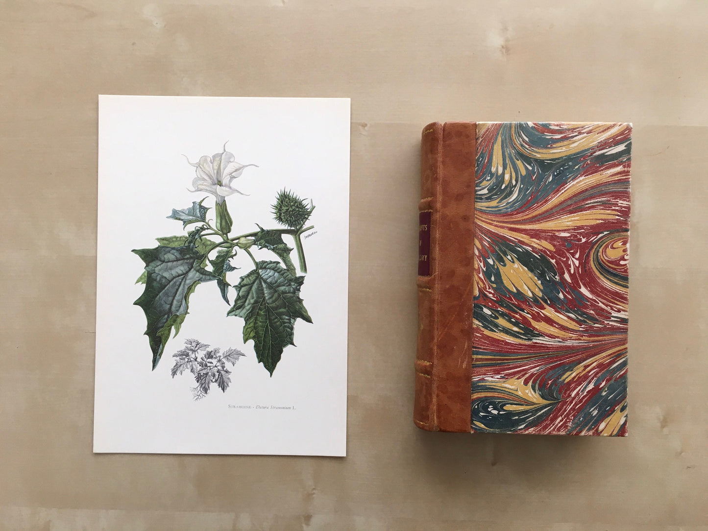 1960 THORN APPLE (JIMSONWEED) Print - Botanical Print - Flower Illustration - Flower Wall Art - Vintage Plant Print - 7.5 x 10.6 Inches