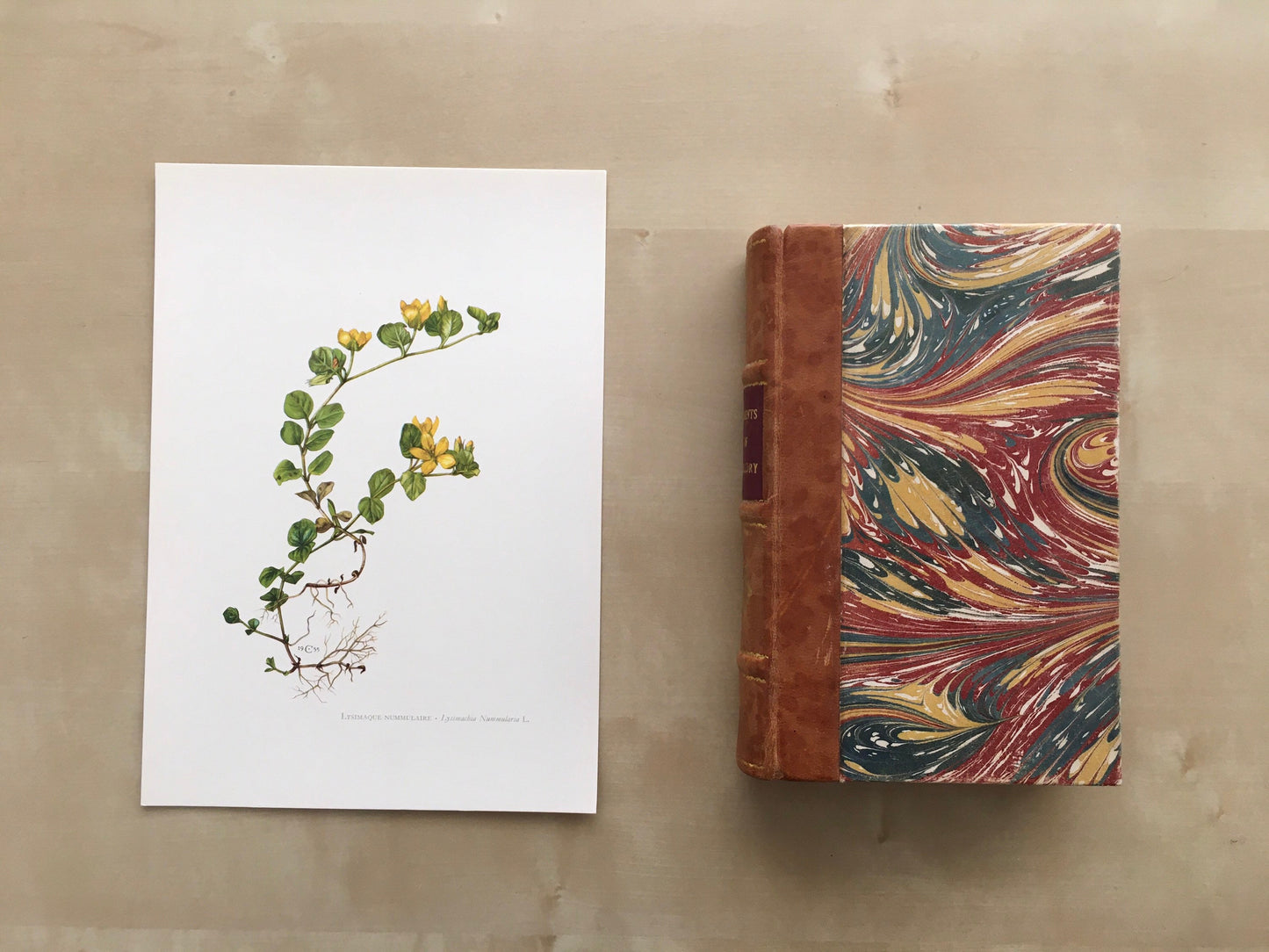 1960 CREEPING JENNY Print - Botanical Print - Flower Painting - Flower Wall Art - Vintage Plant Print - 7.5 x 10.6 Inches