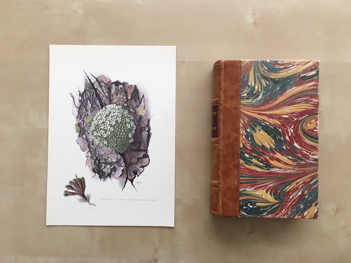 1960 SWISS ROCK JASMINE Print - Botanical Print - Flower Painting - Flower Wall Art - Vintage Plant Print - 7.5 x 10.6 Inches