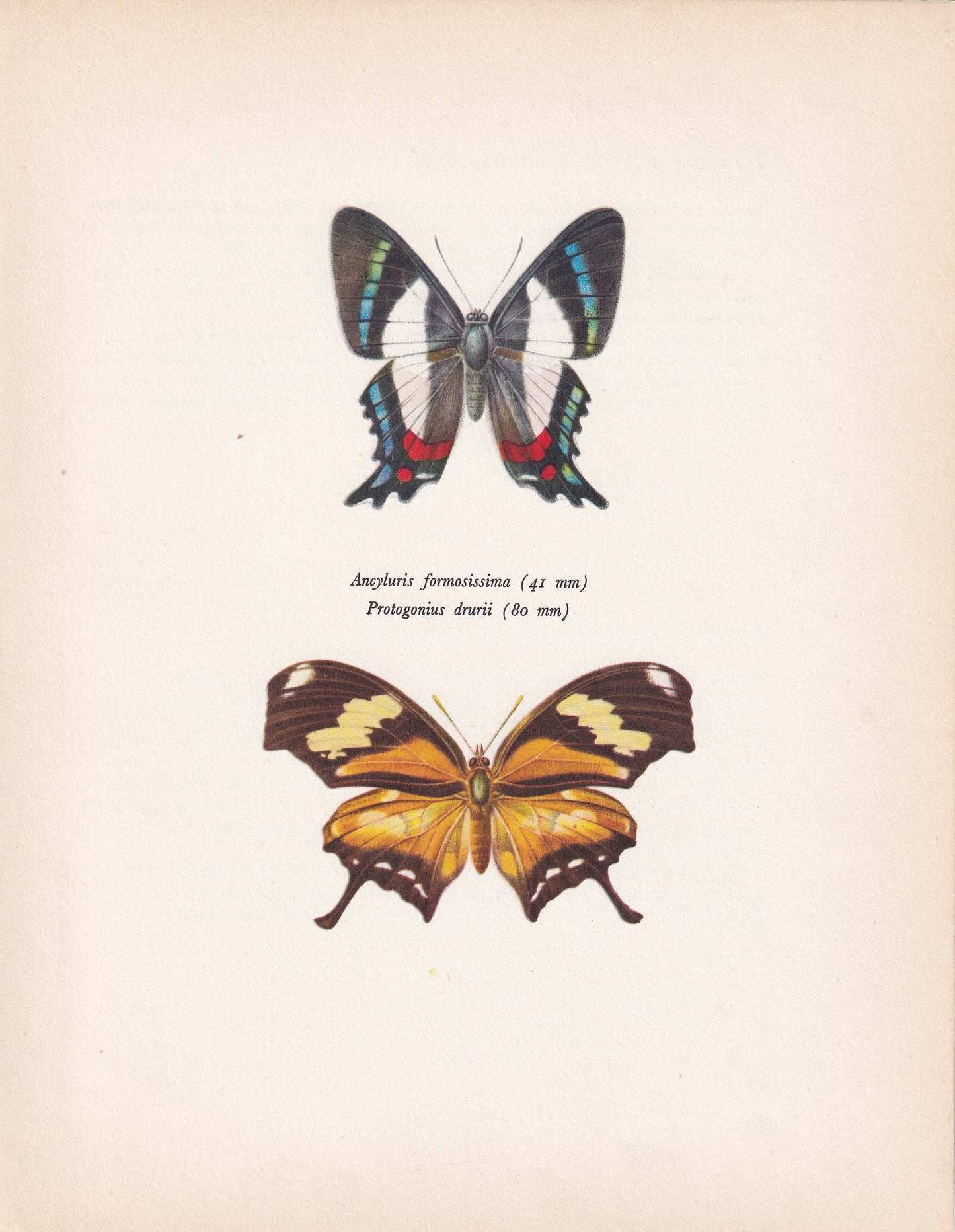 1963 ITALIAN FLAG BUTTERFLY Print - Vintage Butterfly Art - Insect Print - Butterfly Wall Art - 60 Years Old - 7.9 x 10.25 Inches