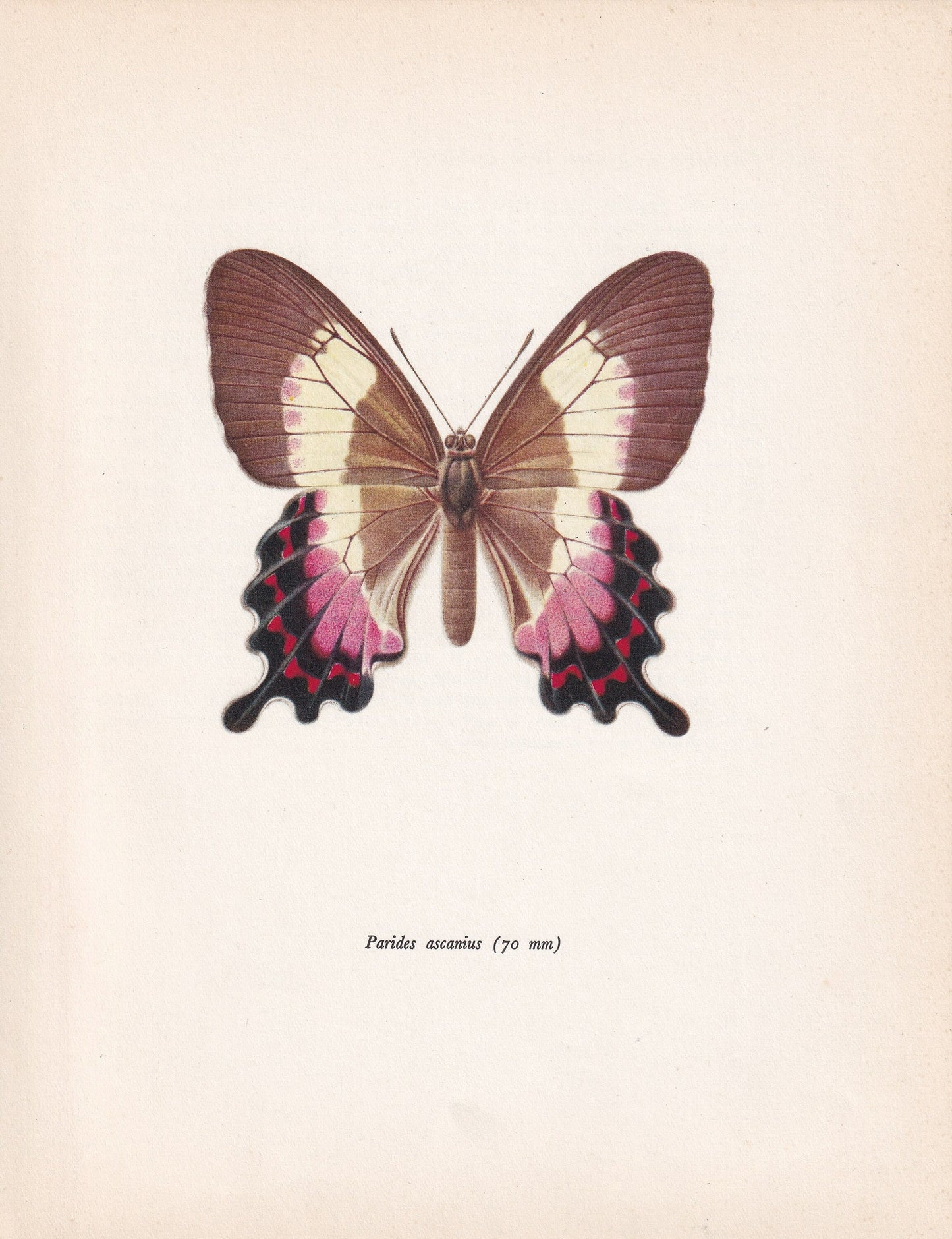 1963 FLUMINESE SWALLOWTAIL BUTTERFLY Print - Vintage Butterfly Art - Insect Print - Butterfly Wall Art - 60 Years Old - 7.9 x 10.25 Inches