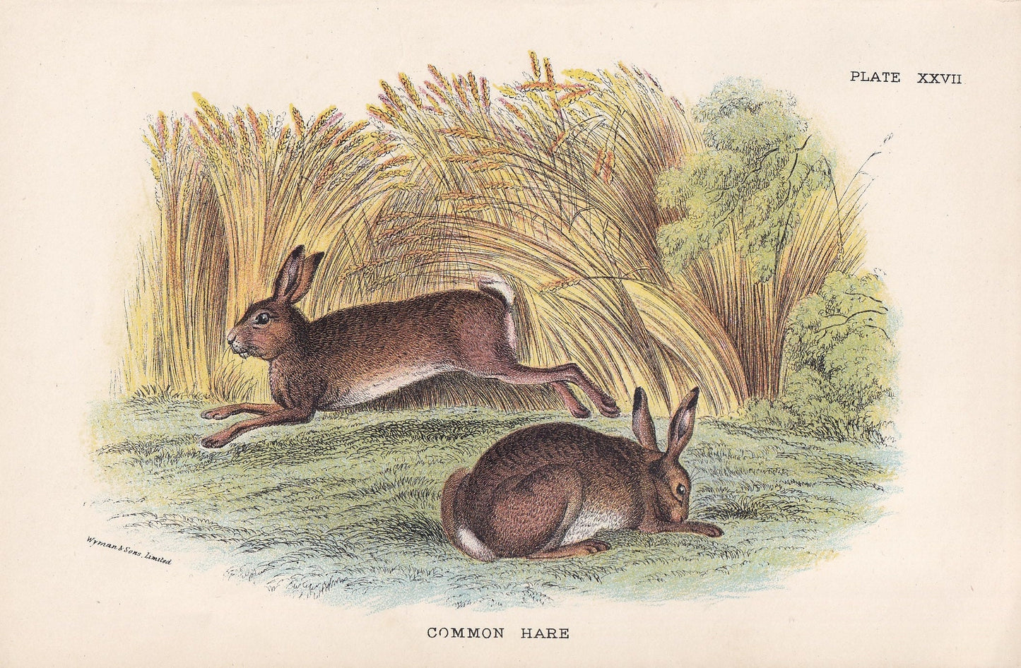 1896 COMMON HARE Print - Natural History Print - British Mammals Print - Original Antique Print - Animal Wall Art - 7.2 x 4.7 Inches
