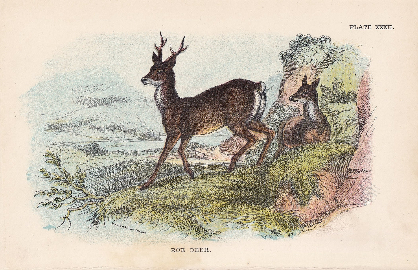 1896 ROE DEER Print - Natural History Print - British Mammals Print - Original Antique Print - Animal Wall Art - 7.2 x 4.7 Inches