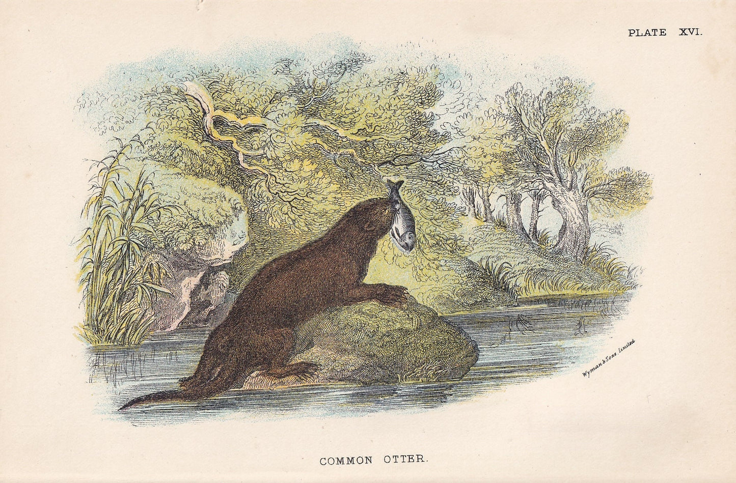 1896 COMMON OTTER Print - Natural History Print - British Mammals Print - Original Antique Print - Animal Wall Art - 7.2 x 4.7 Inches