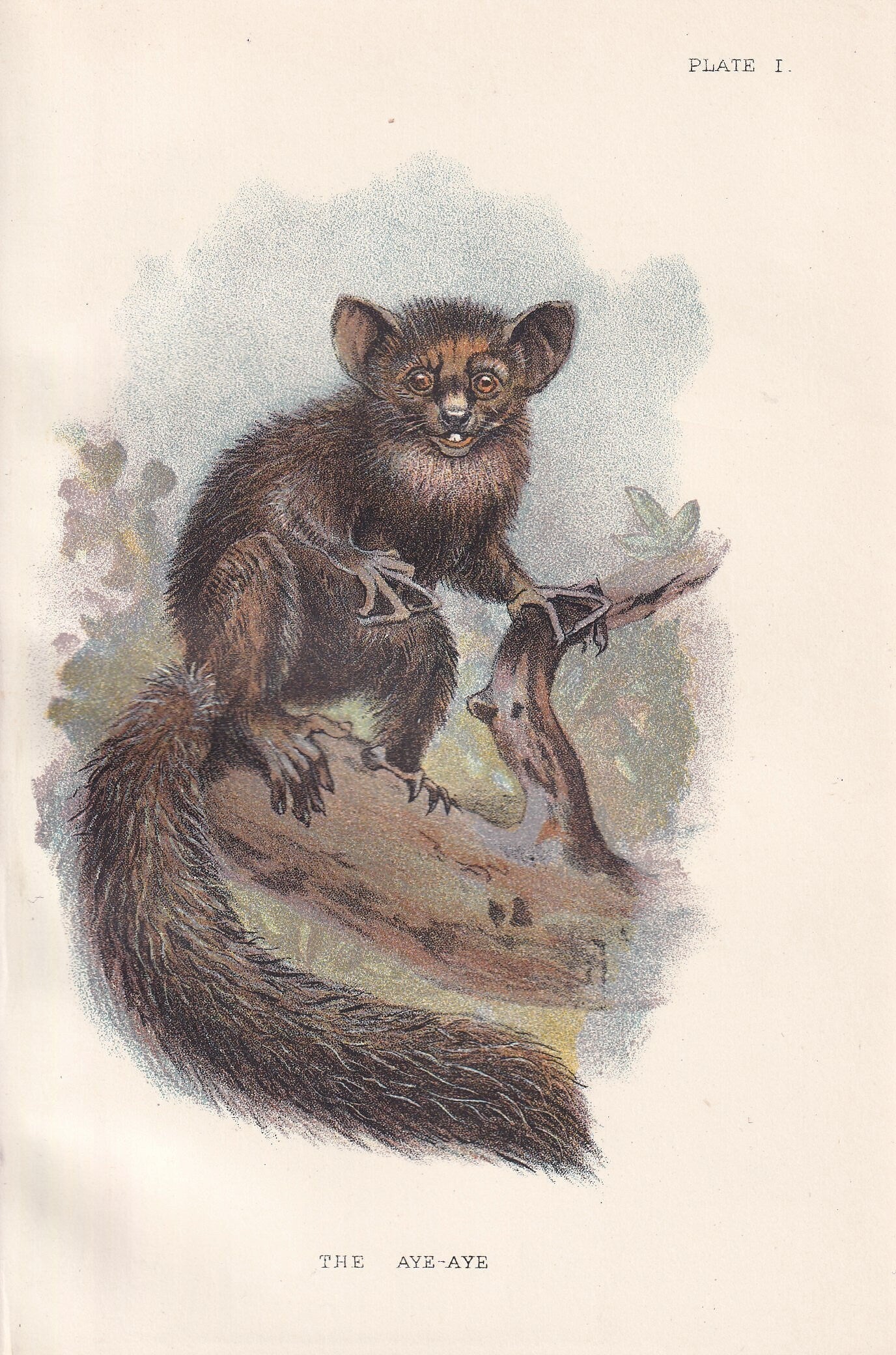 1896 AYE-AYE LEMUR Print - Monkeys and Apes Print - Primates Print - Original Antique Print - 127 Years Old - 7 x 4.75 Inches