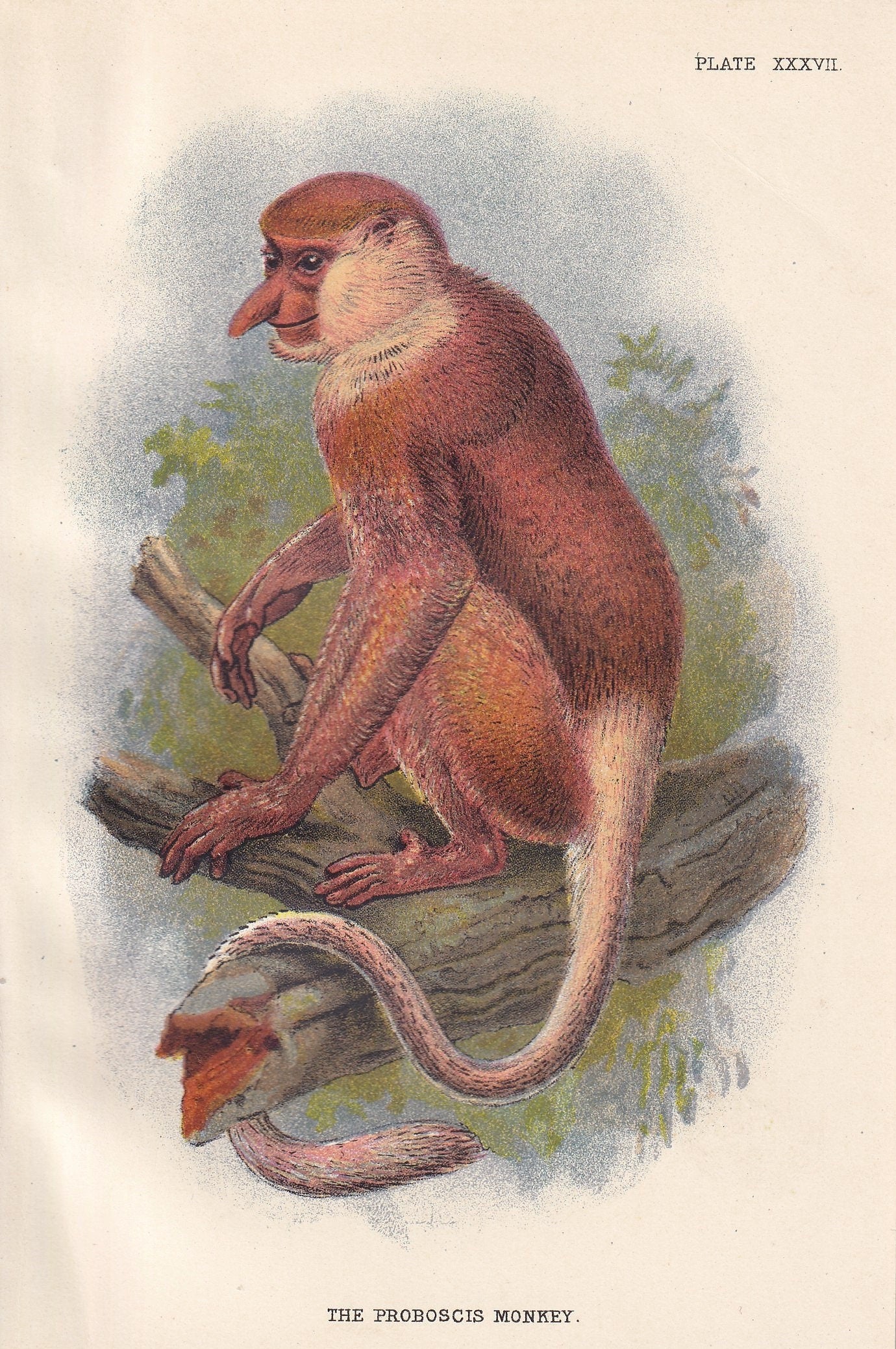 1896 PROBOSCIS MONKEY Print - Monkeys and Apes Print - Primates Print - Original Antique Print - 127 Years Old - 7 x 4.75 Inches