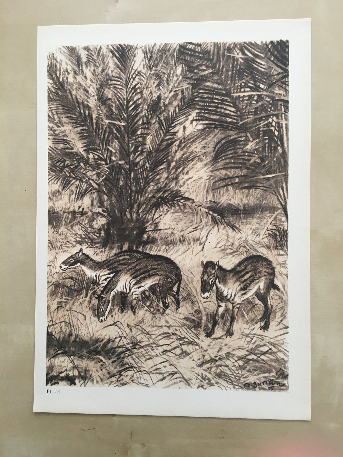 1960 EOHIPPUS Print - Prehistoric Animals Print - Paleoart - Eocene Horse - Eohippus Art - 63 Years Old - 13.5 x 9.75 Inches