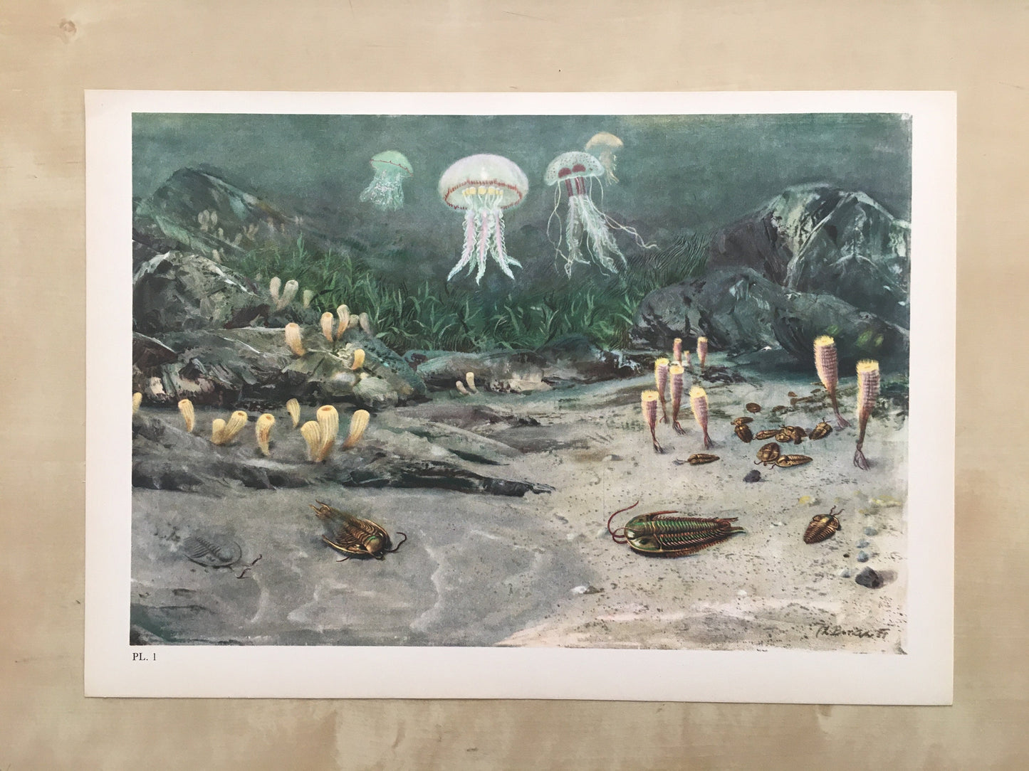 1960 TRILOBITES & JELLYFISH Print - Prehistoric Animals Print - Paleoart - Paleontology Print - Dinosaur Print - 13.5 x 9.75 Inches