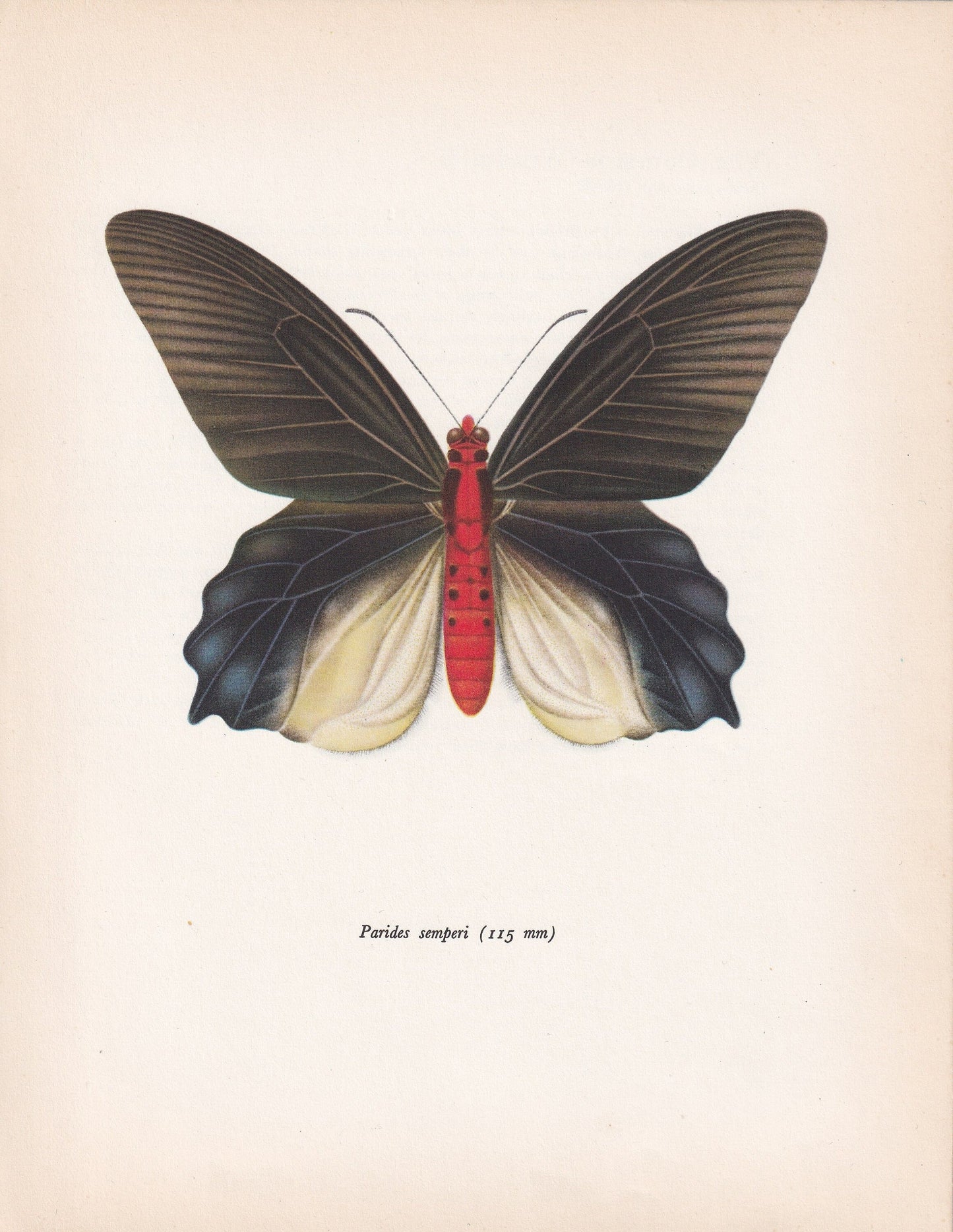 1963 SWALLOWTAIL BUTTERFLY Print - Vintage Butterfly Art - Insect Print - Butterfly Wall Art - 60 Years Old - 7.9 x 10.25 Inches