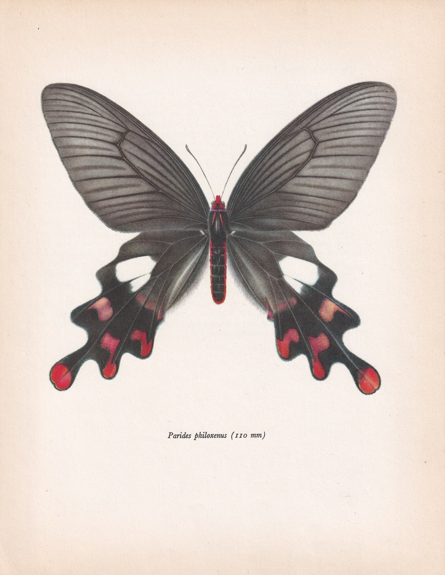 1963 COMMON WINDMILL BUTTERFLY Print - Vintage Butterfly Art - Insect Print - Butterfly Wall Art - 60 Years Old - 7.9 x 10.25 Inches