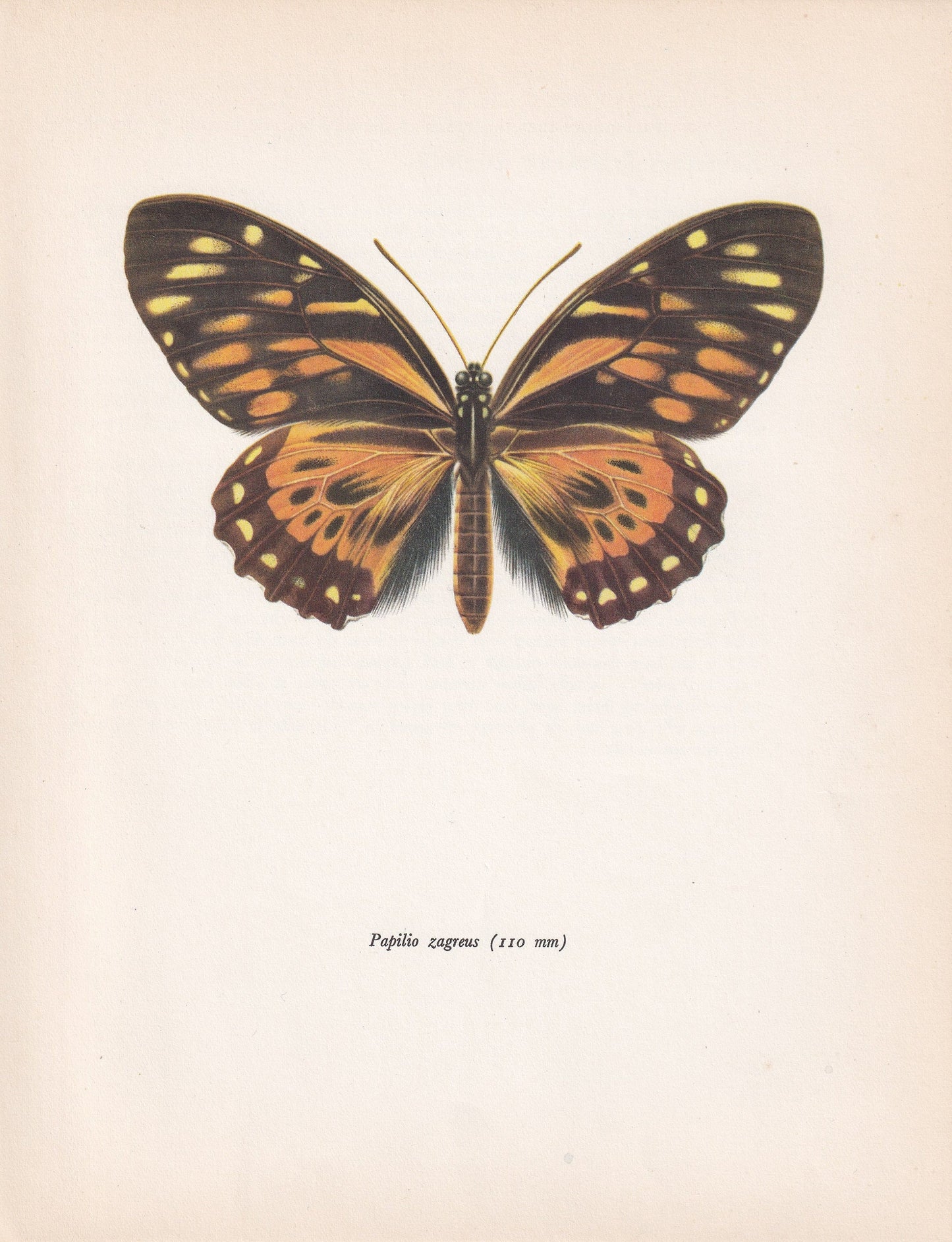 1963 TIGER BUTTERFLY Print - Vintage Butterfly Art - Insect Print - Butterfly Wall Art - 60 Years Old - 7.9 x 10.25 Inches