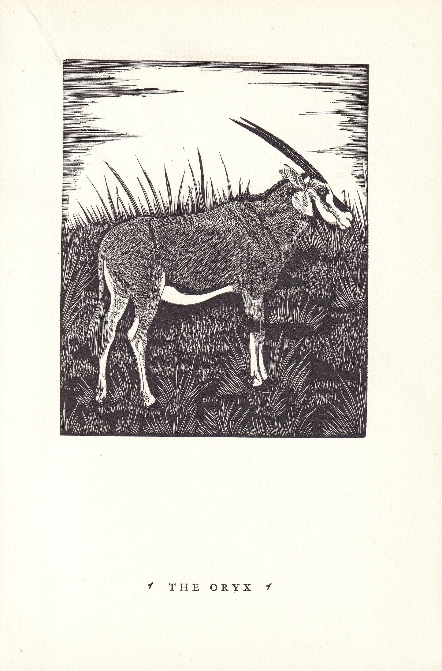 1931 ORYX Print Wood Engraving - Wall Art - Zoology Print - Antique Animal Wood Engraving - 92 Years Old - 7.8 x 5.25 Inches