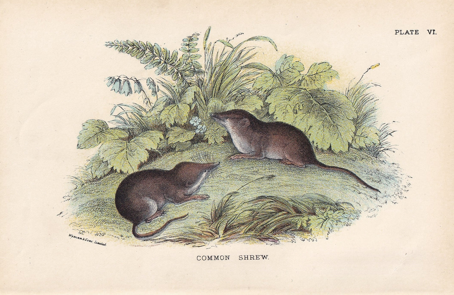 1896 COMMON SHREW Print - Natural History Print - British Mammals Print - Original Antique Print - Animal Wall Art - 7.2 x 4.7 Inches