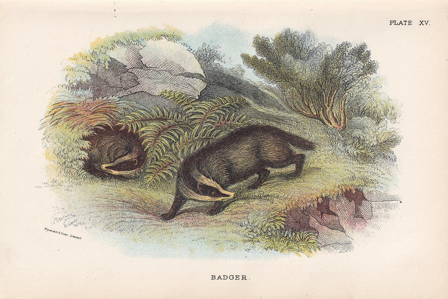 1896 BADGER Print - Natural History Print - Badger Wall Art Print - Antique Badger Print - Animal Wall Art - Over 125 Years Old