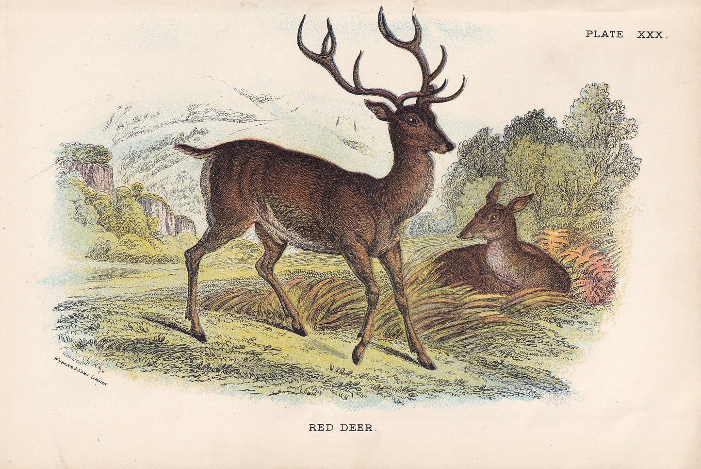 1896 RED DEER Print - Natural History Print - British Mammals Print - Original Antique Print - Animal Wall Art - 7.2 x 4.7 Inches