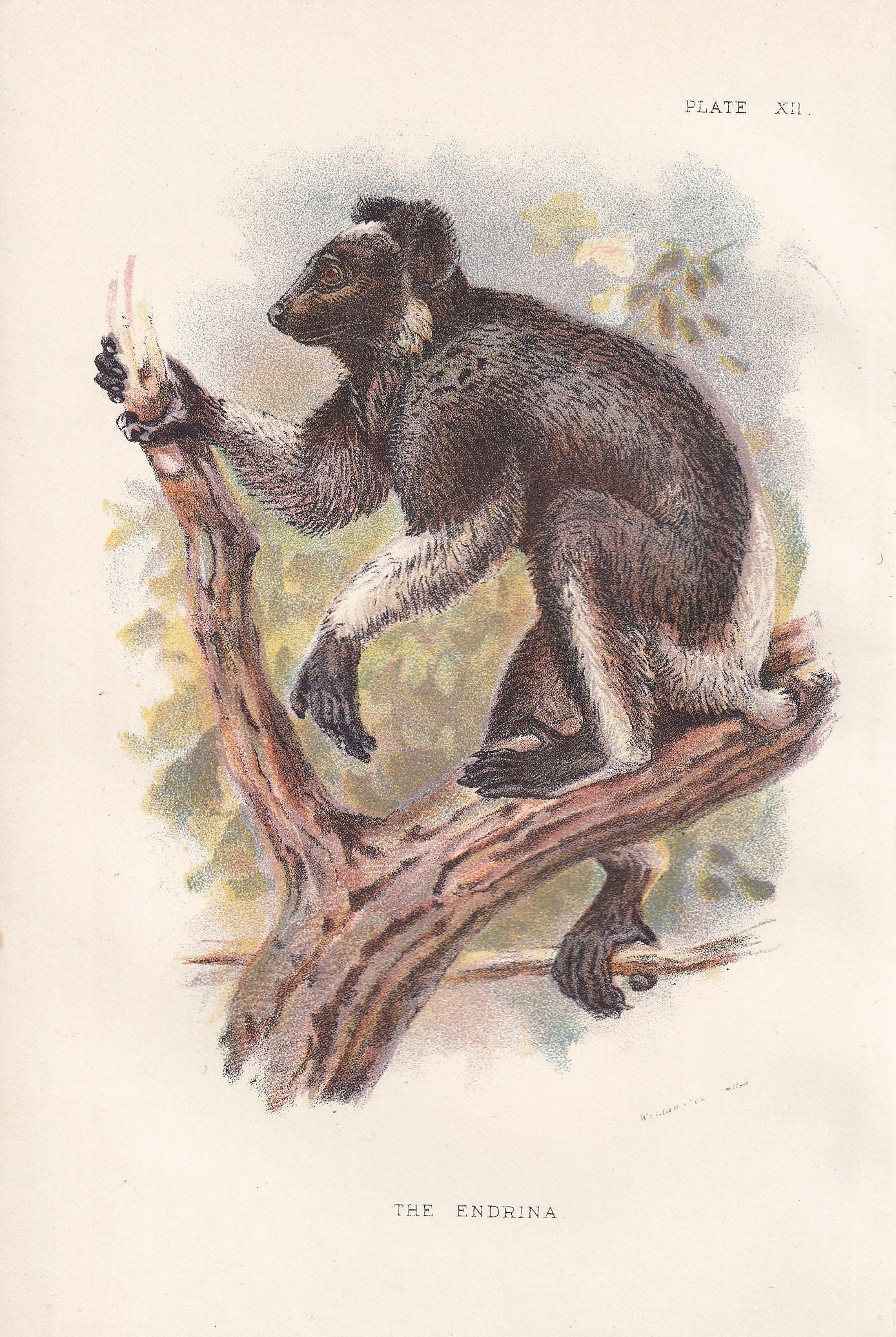 1896 INDRI or BABAKOTO LEMUR Print - Monkeys and Apes Print - Primates Print - Original Antique Print - 127 Years Old - 7 x 4.75 Inches