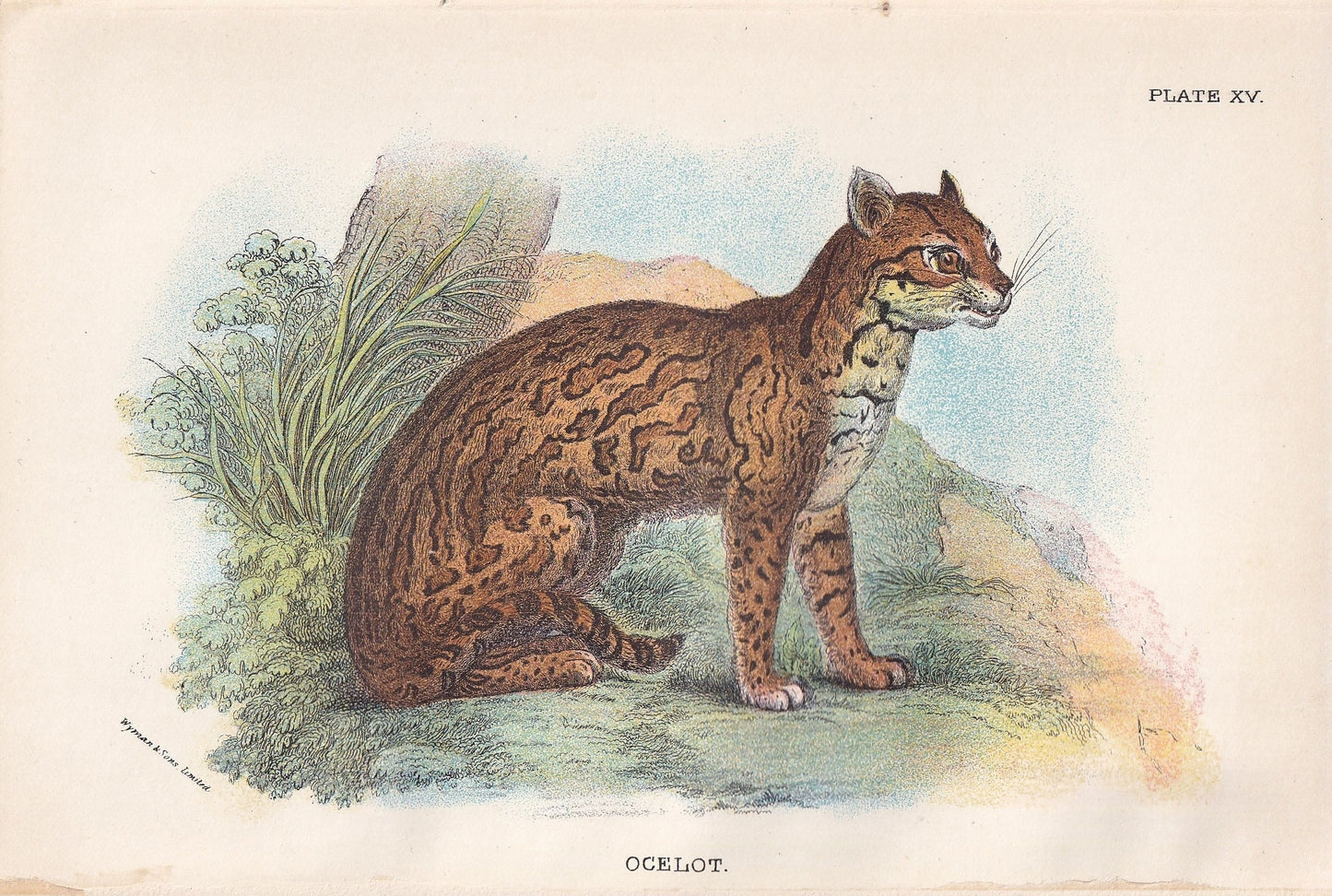 1896 OCELOT Print - Big Cats Print - Carnivora Print - Natural History - Original Antique Print - Over 125 Years Old