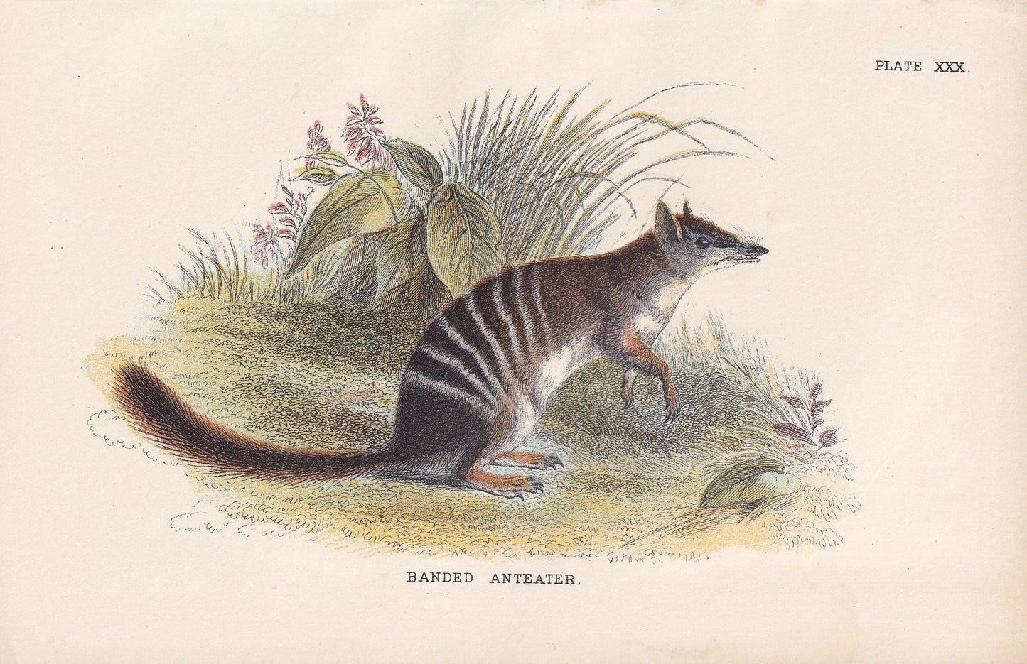 1896 BANDED ANTEATER Print - Marsupial Mammals Print - Australian Animals Print - Original Antique Print - 7.2 x 4.7 Inches