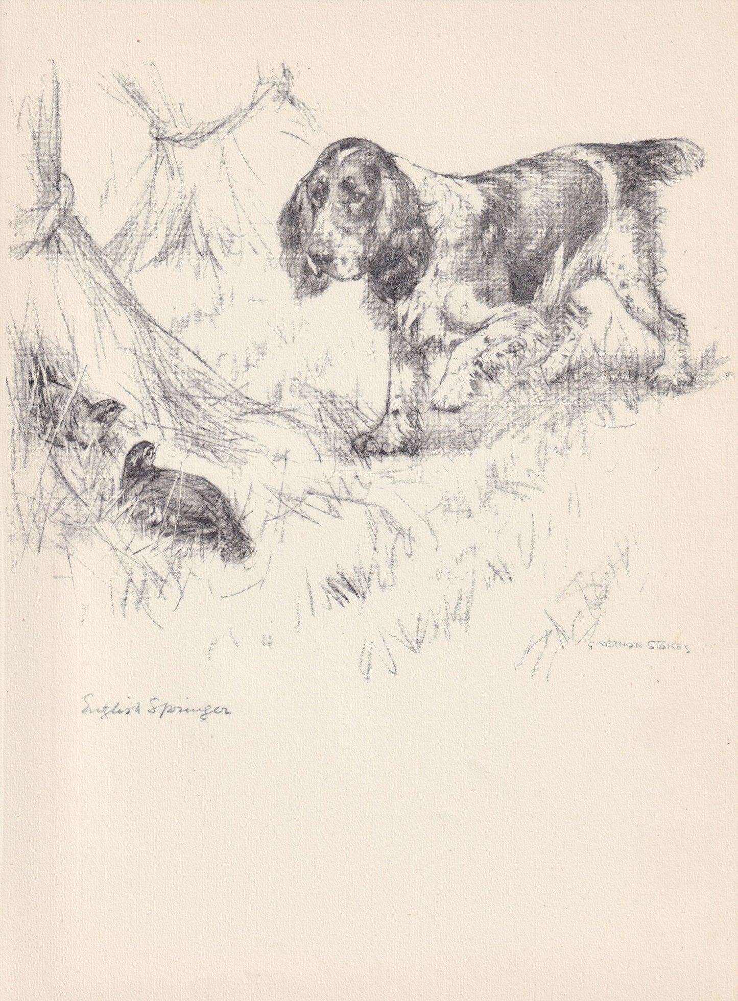 1938 ENGLISH SPRINGER SPANIEL Print - Original Antique Dog Print - Vernon Stokes - Dog Wall Art - Dog Gift - 9.75 x 7.15 Inches