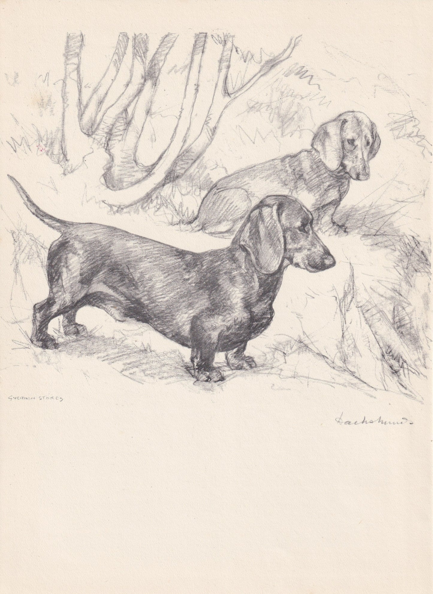 1938 DACHSHUND DOG Print - Original Antique Dog Print - Vernon Stokes - Dog Wall Art - Dog Gift - 9.75 x 7.15 Inches