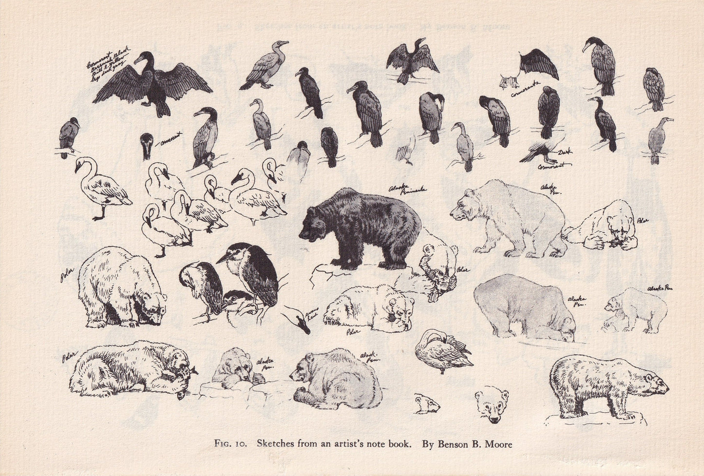 1934 ANIMAL SKETCHES Print - Original Vintage Print - Animal Wall Art - Bears & Birds Wall Art - 89 Years Old - 9.15 x 6 Inches