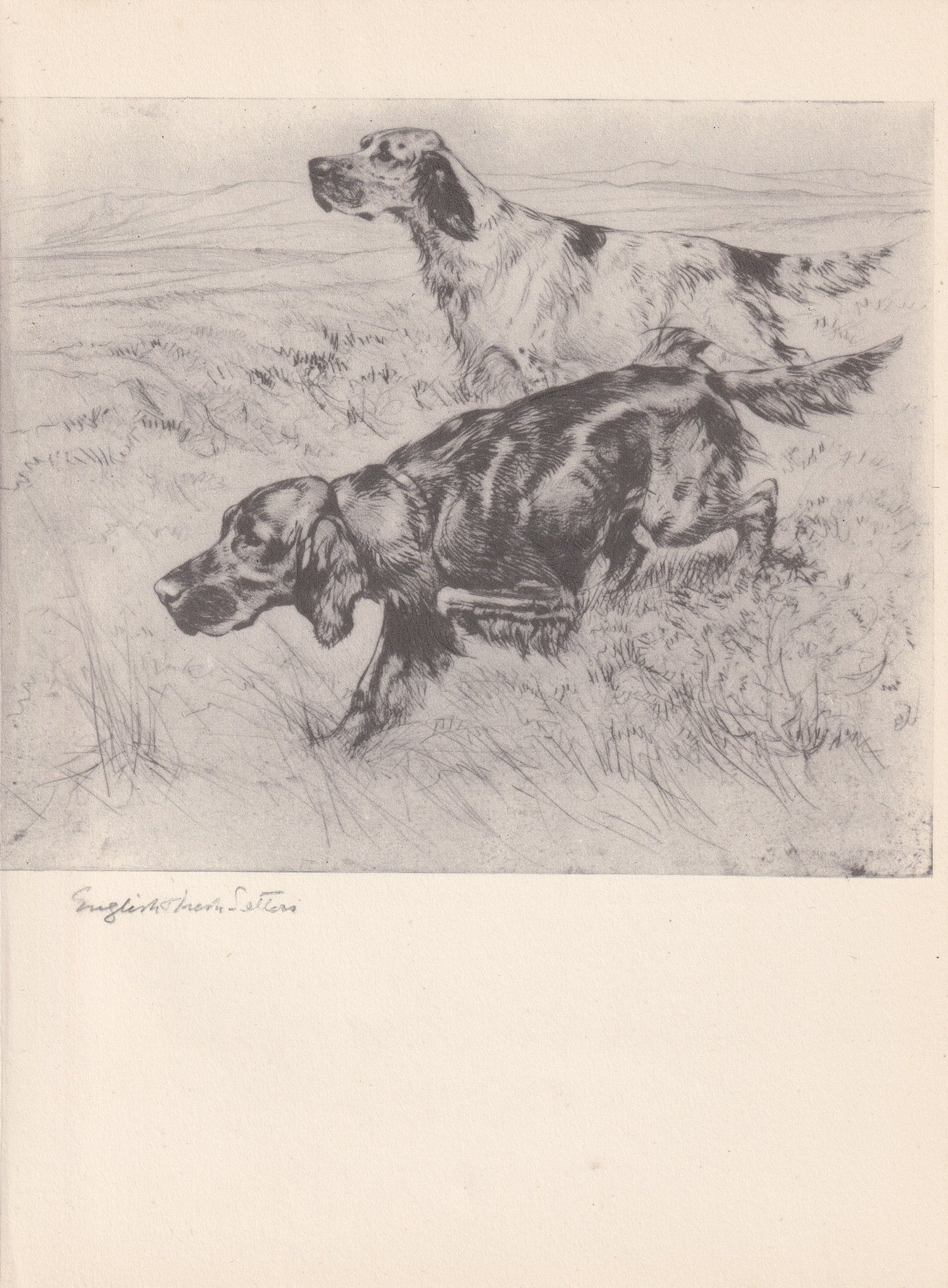 1938 ENGLISH & IRISH SETTER Print - Original Antique Dog Print - Vernon Stokes - Dog Wall Art - Dog Gift - 9.75 x 7.15 Inches