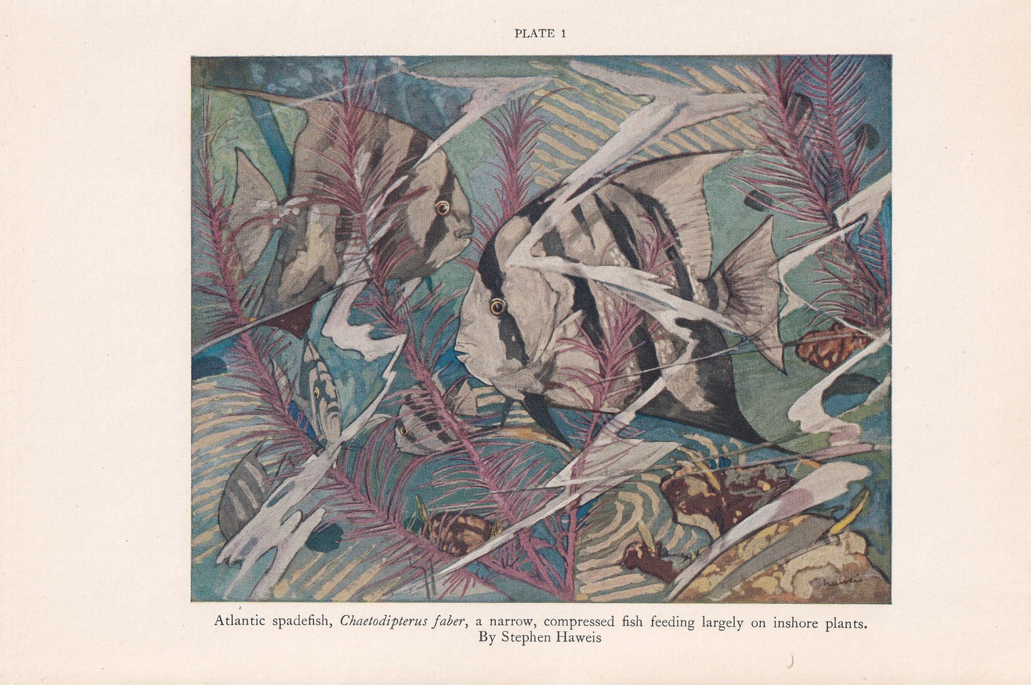 1934 ATLANTIC SPADEFISH Print - Original Vintage Print - Sea Life Decor - Sea Wall Art - Tropical Fish Art - 89 Years Old - 9