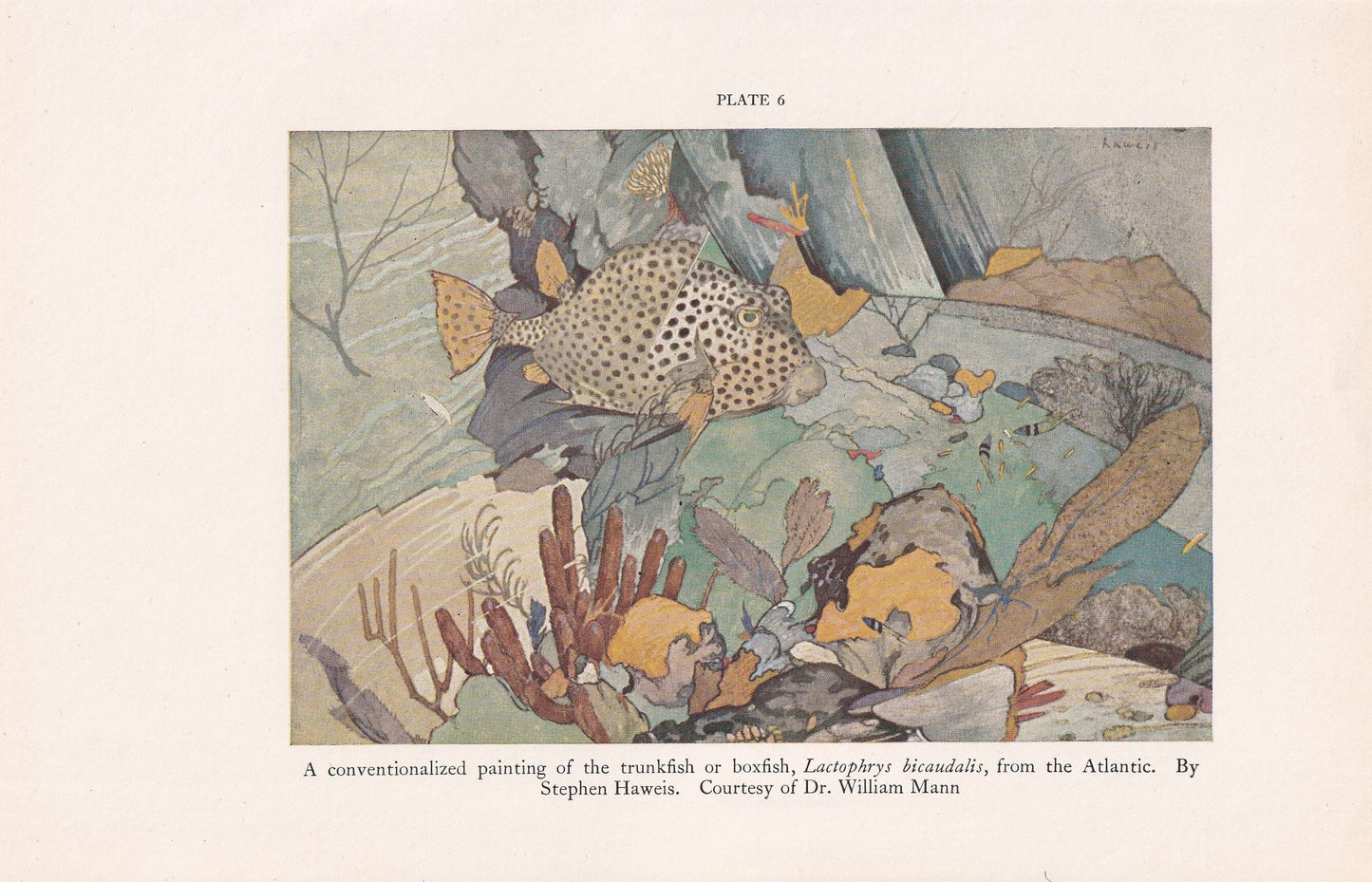 1934 SPOTTED TRUNKFISH Print - Original Vintage Print - Sea Life Decor - Sea Wall Art - Tropical Fish Art - 89 Years Old - 9.