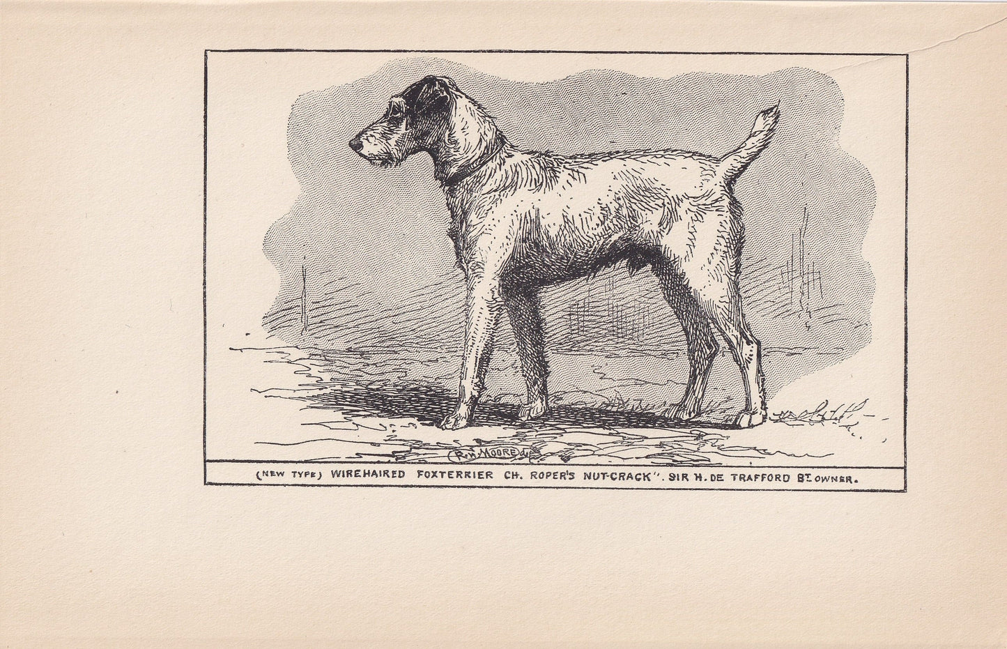 1900 WIRE FOX TERRIER Dog Print - Original Antique Dog Print - R. H. Moore - Dog Wall Art - Dog Lover - Dog Gift - 8.6 x 5.6 Inches