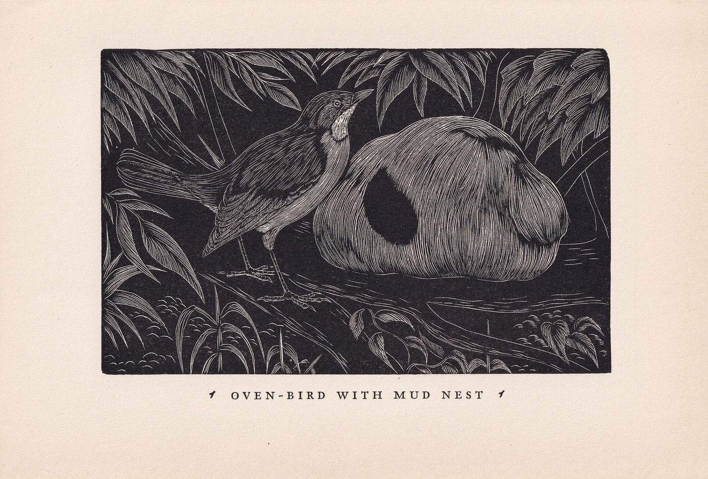 1930 OVENBIRD Print Wood Engraving - Bird Wall Art - Bird Engraving - Antique Bird Print - 94 Years Old - 5.25 x 7.75 Inches