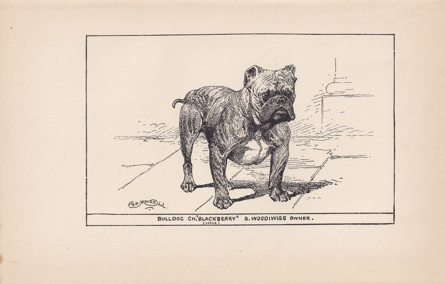1900 BULLDOG Print - Original Antique Dog Print - R. H. Moore - Dog Wall Art - Dog Lover - Dog Gift - 8.6 x 5.6 Inches