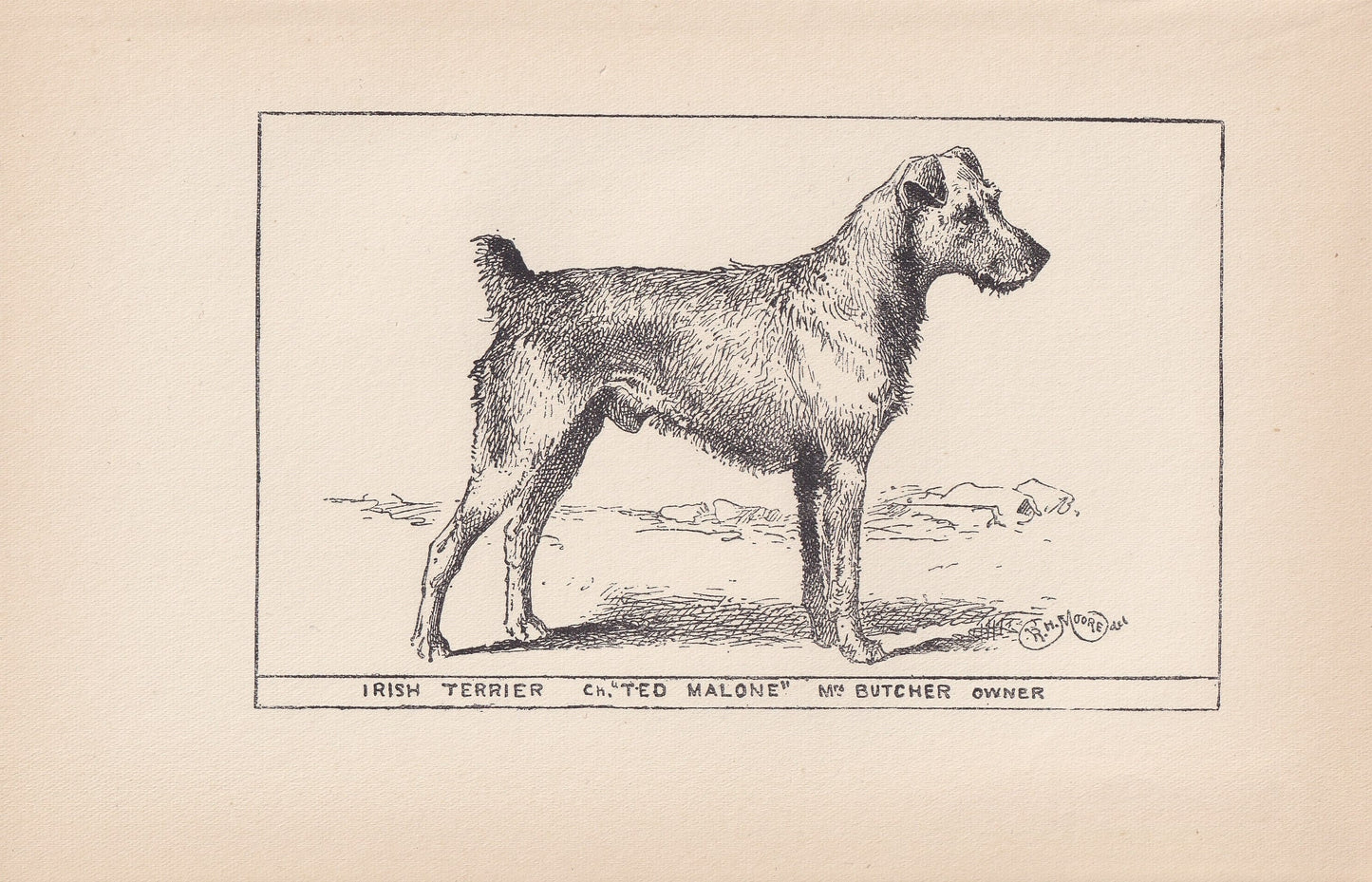 1900 IRISH TERRIER DOG Print - Original Antique Dog Print - R. H. Moore - Dog Wall Art - Dog Lover - Dog Gift - 8.6 x 5.6 Inches