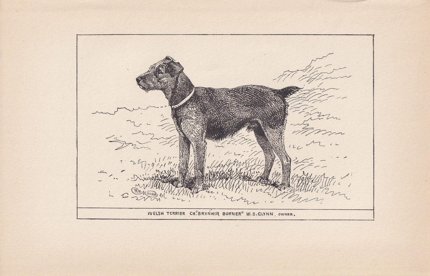 1900 WELSH TERRIER DOG Print - Original Antique Dog Print - R. H. Moore - Dog Wall Art - Dog Lover - Dog Gift - 8.6 x 5.6 Inches