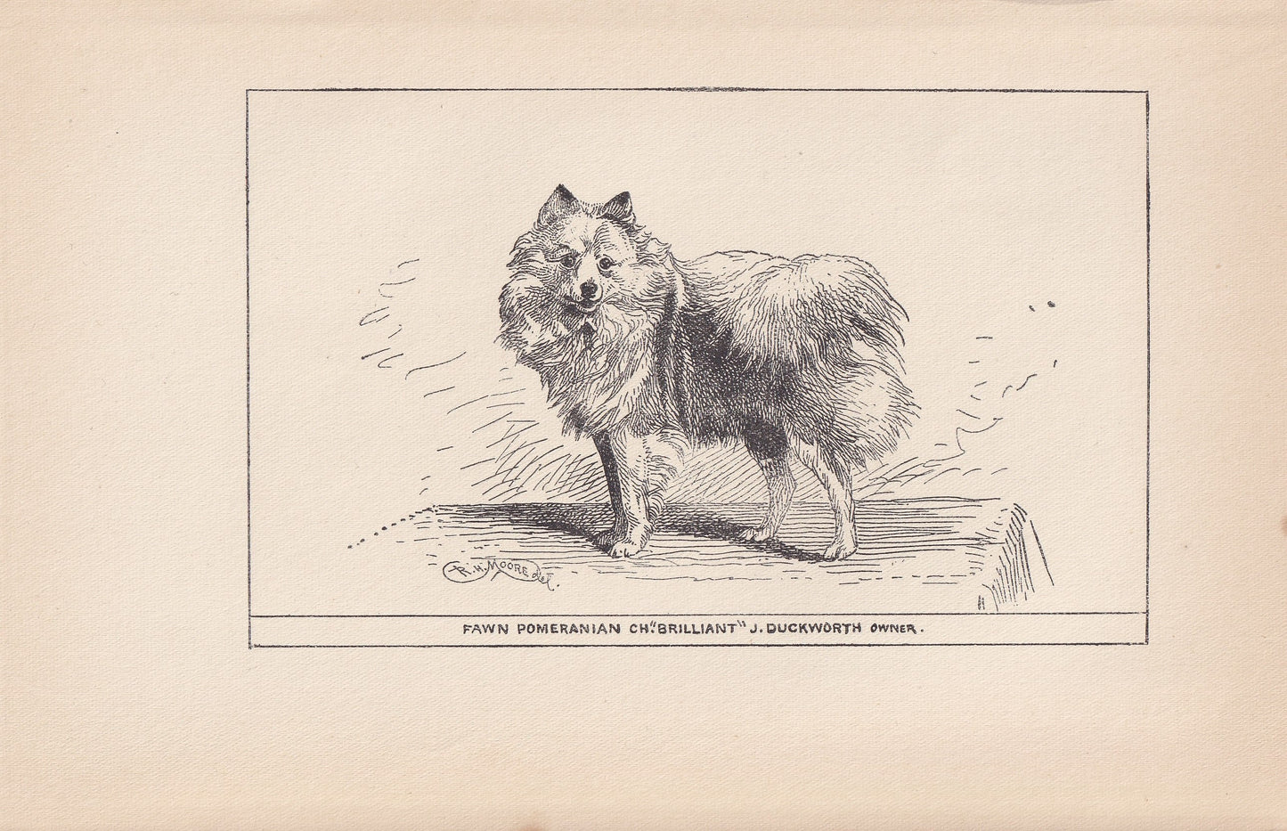 1900 POMERANIAN DOG Print - Original Antique Dog Print - R. H. Moore - Dog Wall Art - Dog Lover - Dog Gift - 8.6 x 5.6 Inches