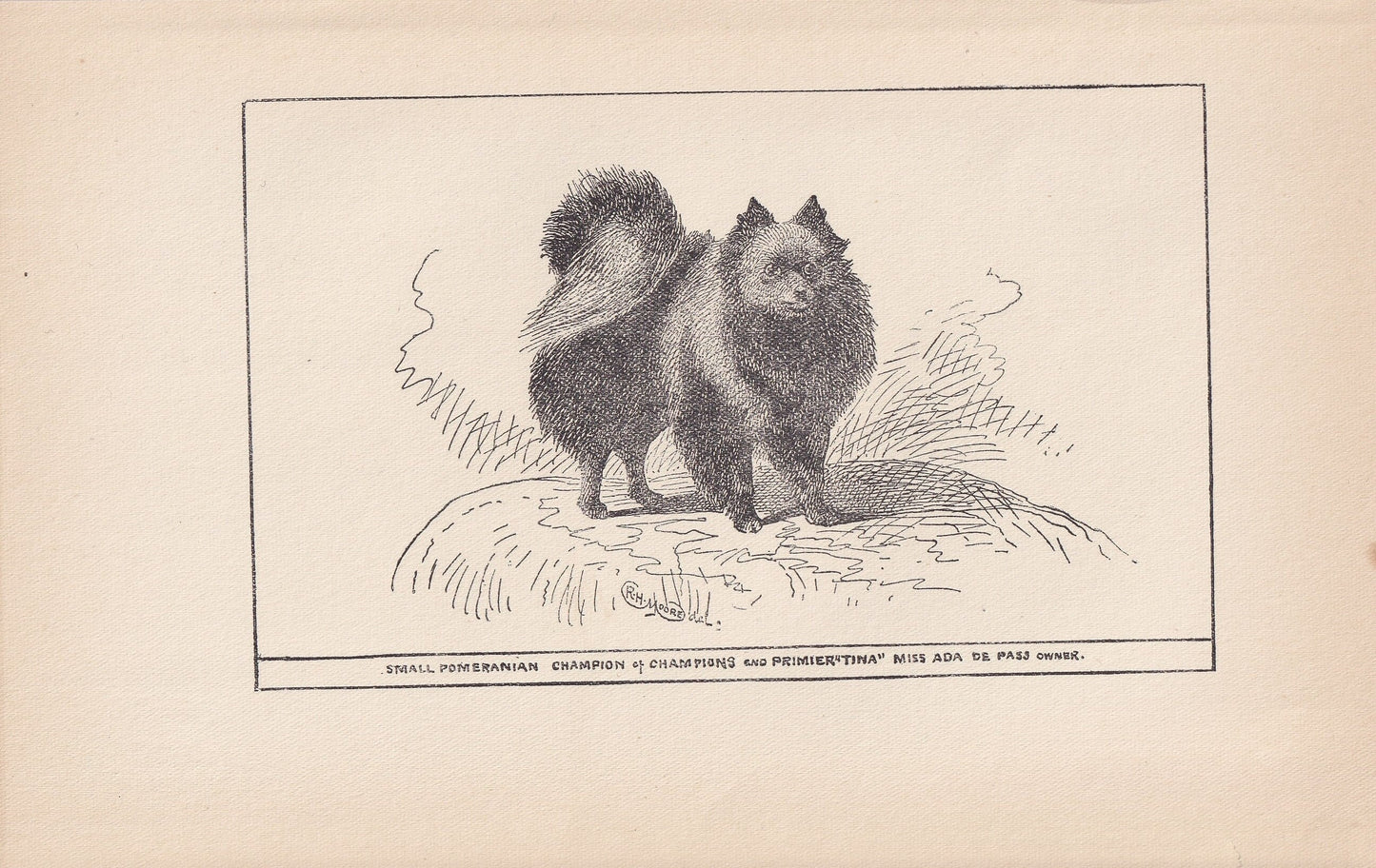 1900 SMALL POMERANIAN DOG Print - Original Antique Dog Print - R. H. Moore - Dog Wall Art - Dog Lover - Dog Gift - 8.6 x 5.6