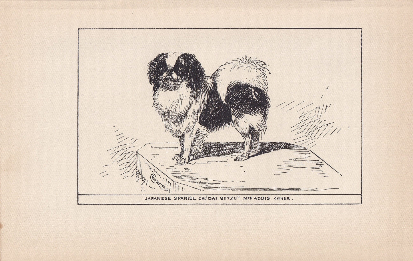 1900 JAPANESE SPANIEL DOG Print - Original Antique Dog Print - R. H. Moore - Dog Wall Art - Dog Lover - Dog Gift - 8.6 x 5.6