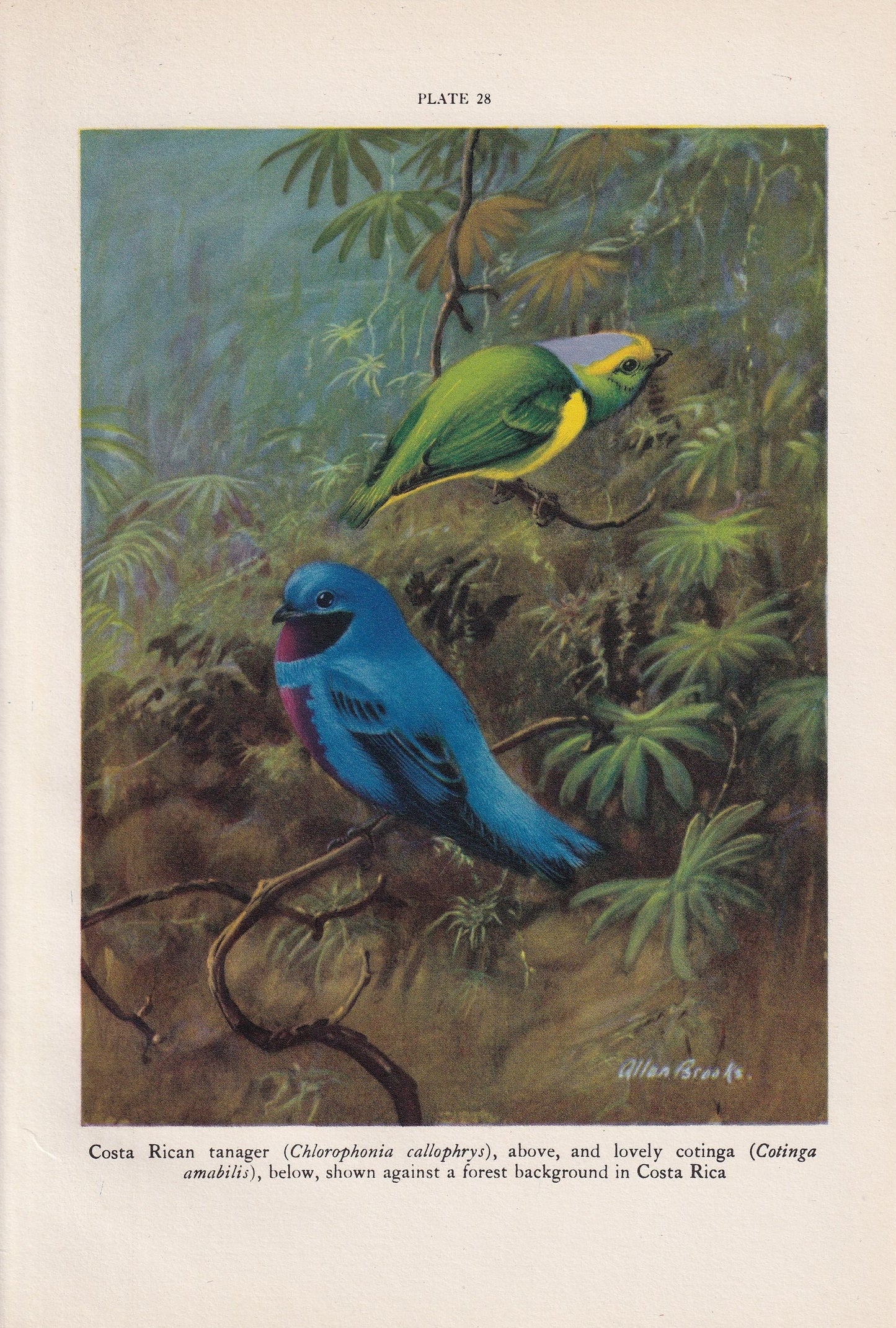 1934 TROPICAL BIRDS Print - Original Vintage Print - Bird Wall Art - Bird Decor - Bird Gift Idea - 89 Years Old - 9.15 x 6 In