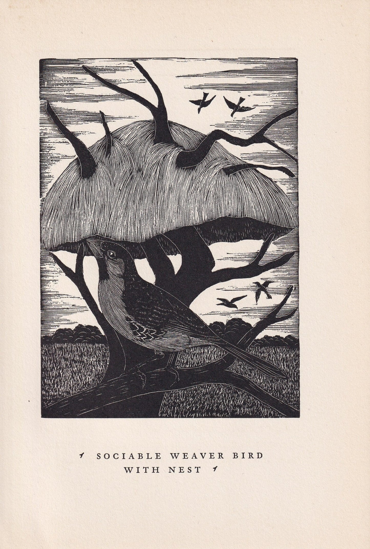 1930 SOCIABLE WEAVER BIRD Print Wood Engraving - Bird Wall Art - Bird Engraving - Antique Bird Print - 94 Years Old - 5.25 x