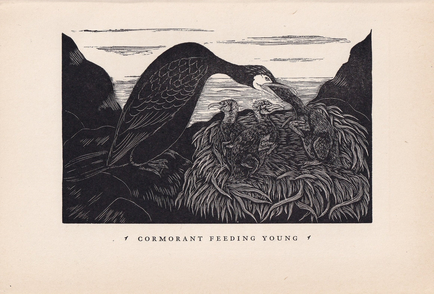 1930 CORMORANT & YOUNG Print Wood Engraving - Bird Wall Art - Bird Engraving - Antique Bird Print - 94 Years Old - 5.25 x 7.7