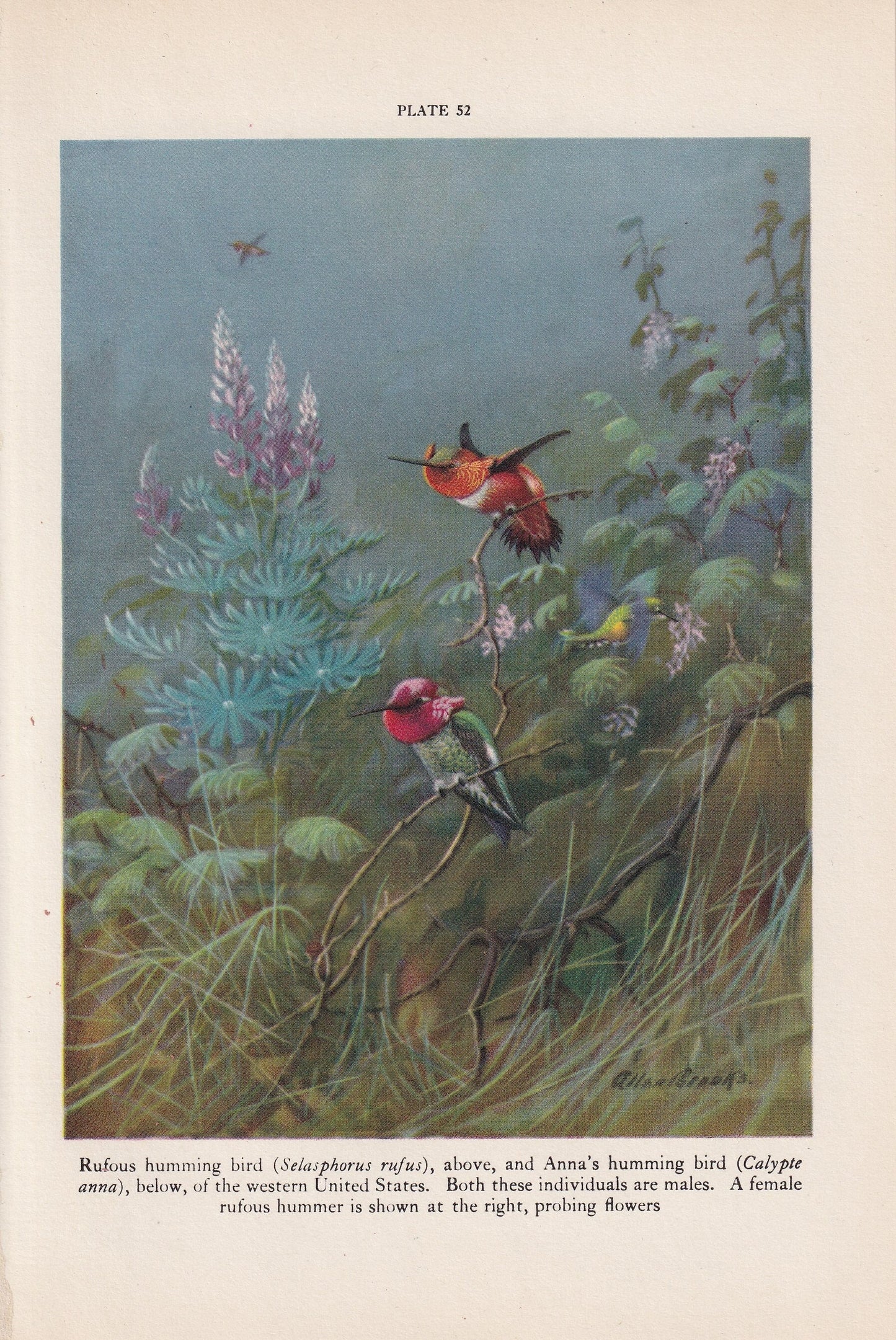 1934 HUMMINGBIRD Print - Original Vintage Print - Bird Wall Art - Bird Decor - Bird Gift Idea - 89 Years Old - 9.15 x 6 Inche