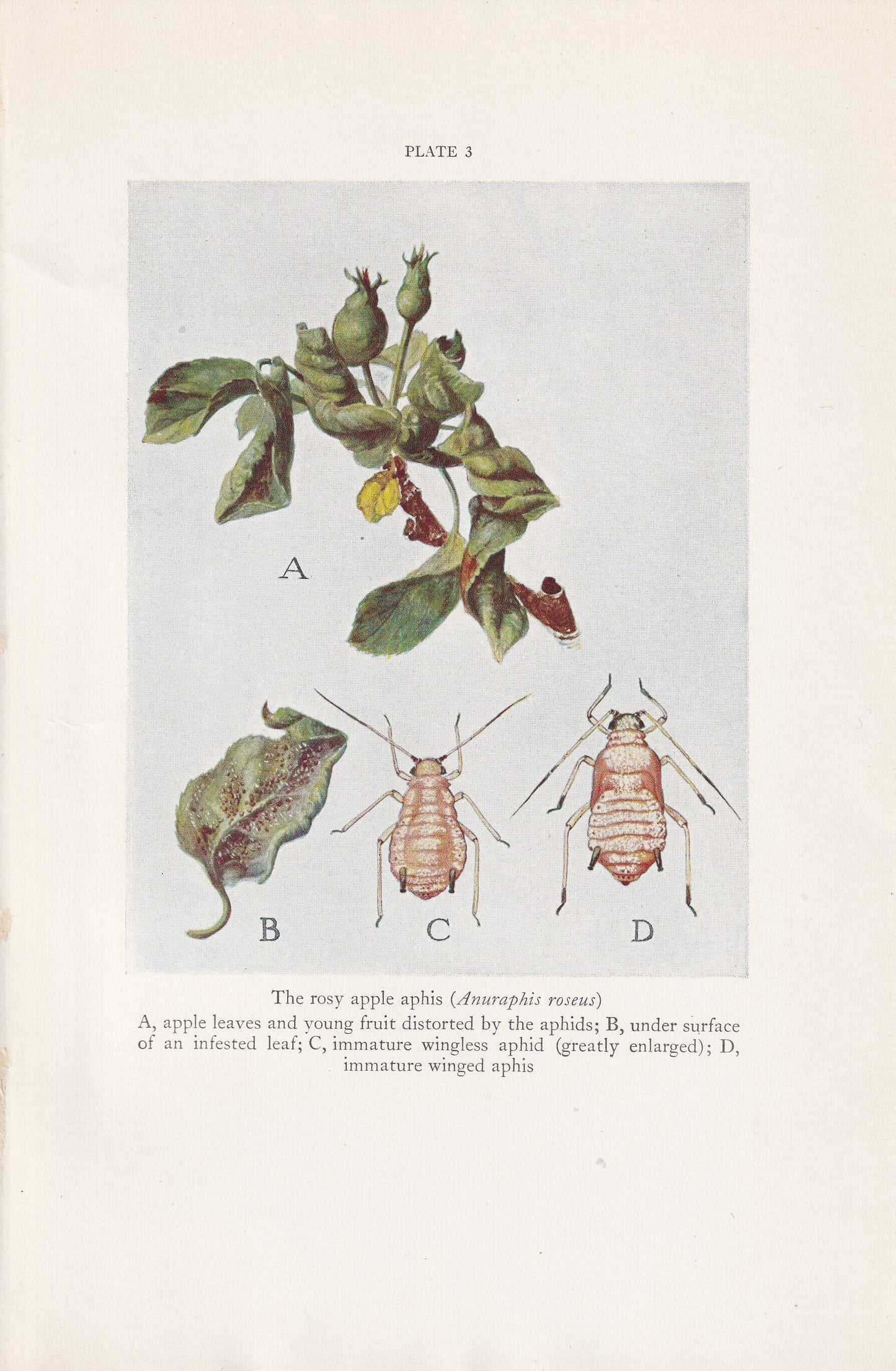 1934 ROSY APPLE APHID Print - Original Vintage Print - Insect Wall Art - Insect Decor - Insect Gift Idea - 89 Years Old - 9.1