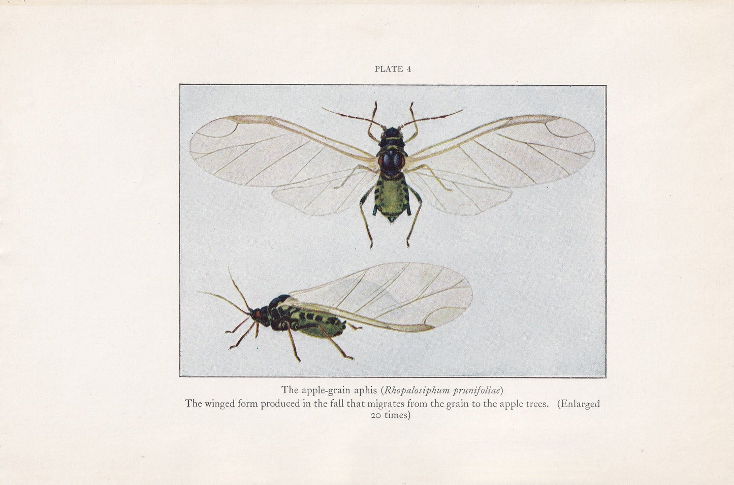 1934 APHID Print - Original Vintage Print - Insect Wall Art - Insect Decor - Insect Gift Idea - 89 Years Old - 9.15 x 6 Inche