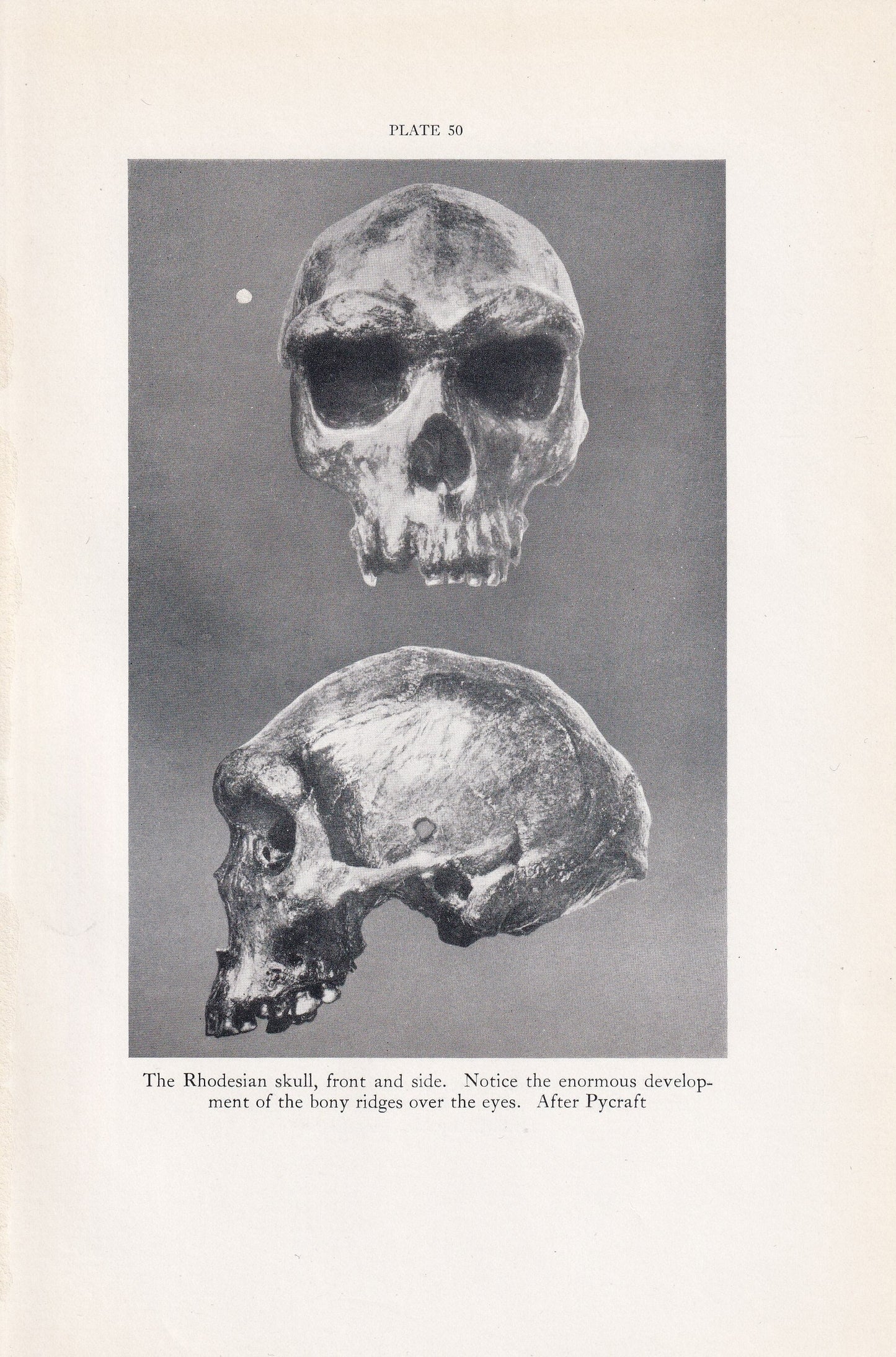 1934 RHODESIAN MAN SKULL Print - Caveman Print - Original Vintage Print - Human History - 89 Years Old - 9.15 x 6 Inches