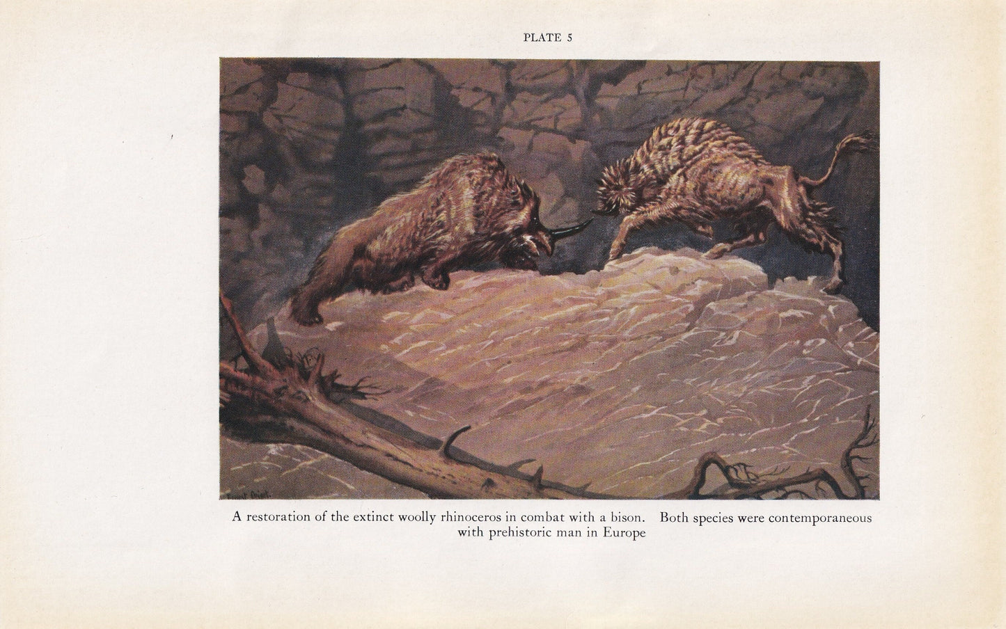 1934 WOOLY RHINOCEROS Print - Megafauna Print - Original Vintage Print - Paleoart - Caveman - Human History - 89 Years Old -