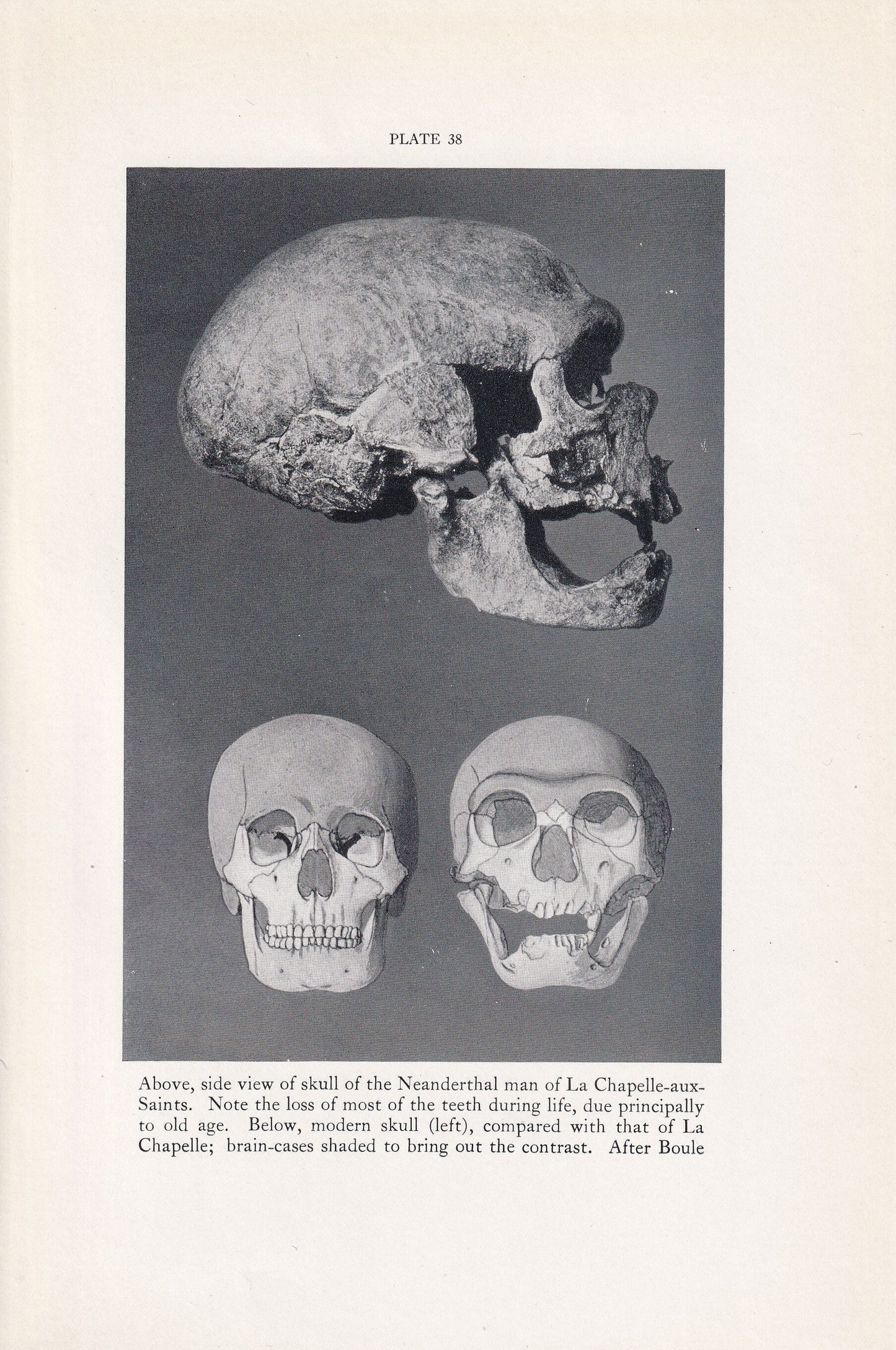 1934 NEANDERTHAL SKULL Print - Caveman Print - Original Vintage Print - Human History - 89 Years Old - 9.15 x 6 Inches